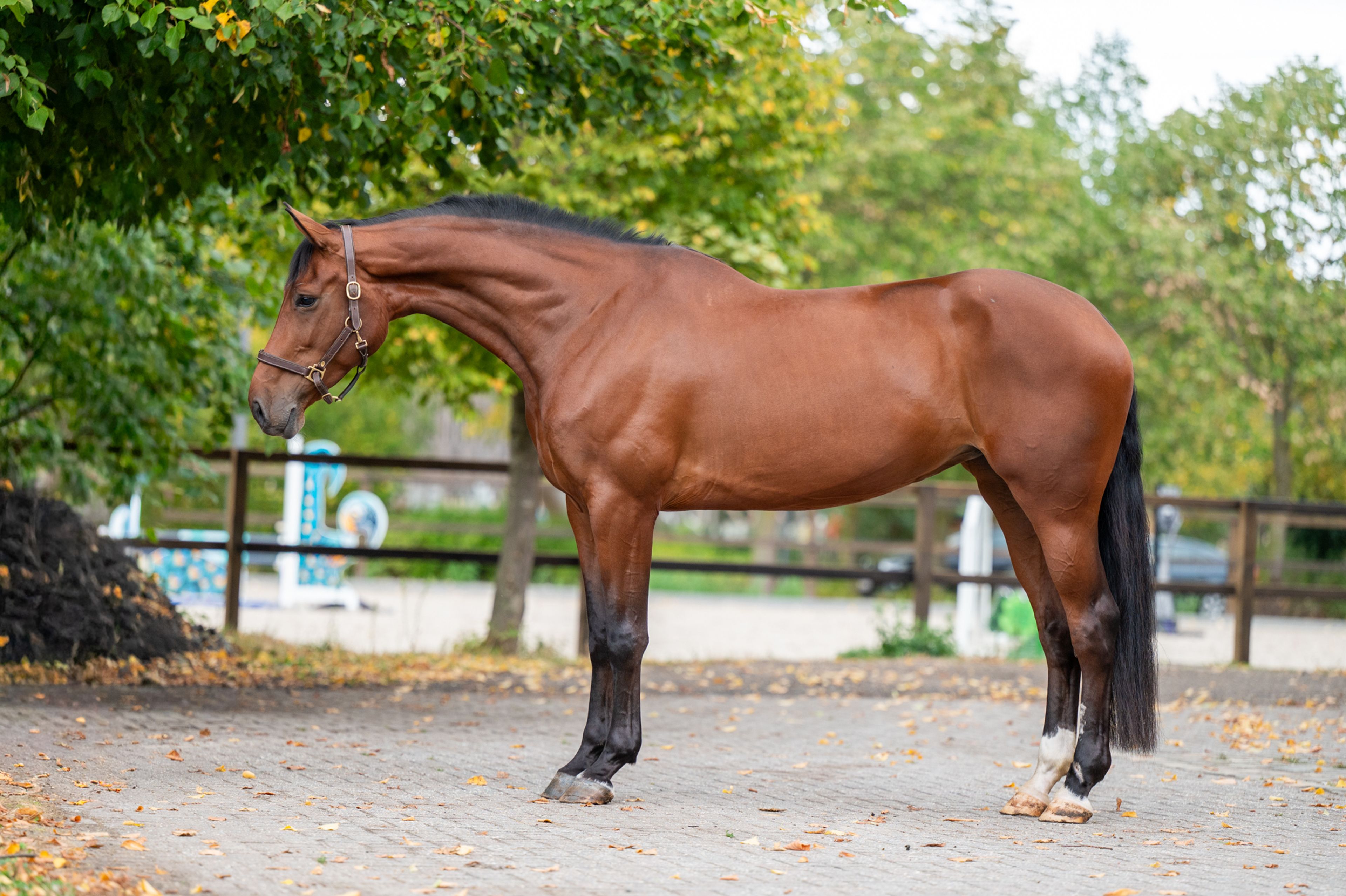 Utah vh Nivialahof ☆ (FONCETTI VD HEFFINCK x INDIAN GOLD V CASTERSHOEVE) - Image 1