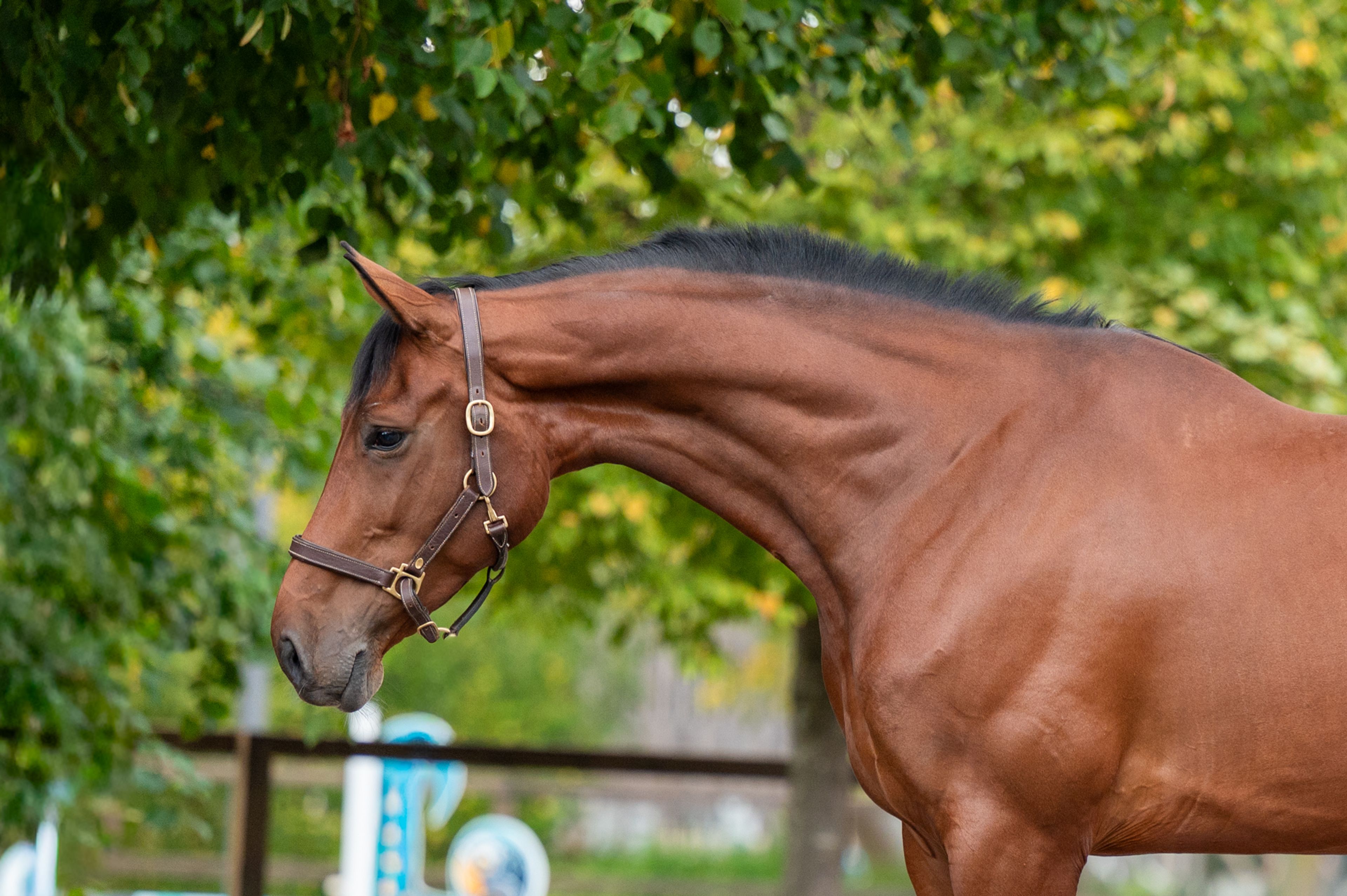 Utah vh Nivialahof ☆ (FONCETTI VD HEFFINCK x INDIAN GOLD V CASTERSHOEVE) - Image 2
