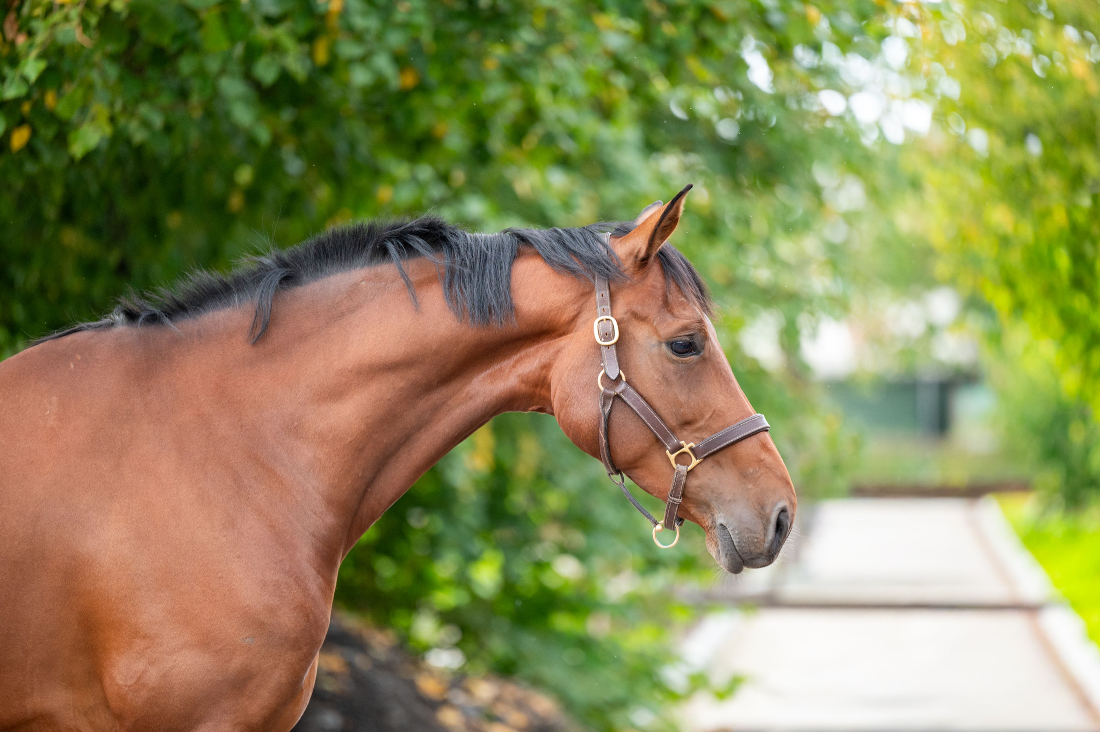 Utah vh Nivialahof ☆ (FONCETTI VD HEFFINCK x INDIAN GOLD V CASTERSHOEVE) - Image 3