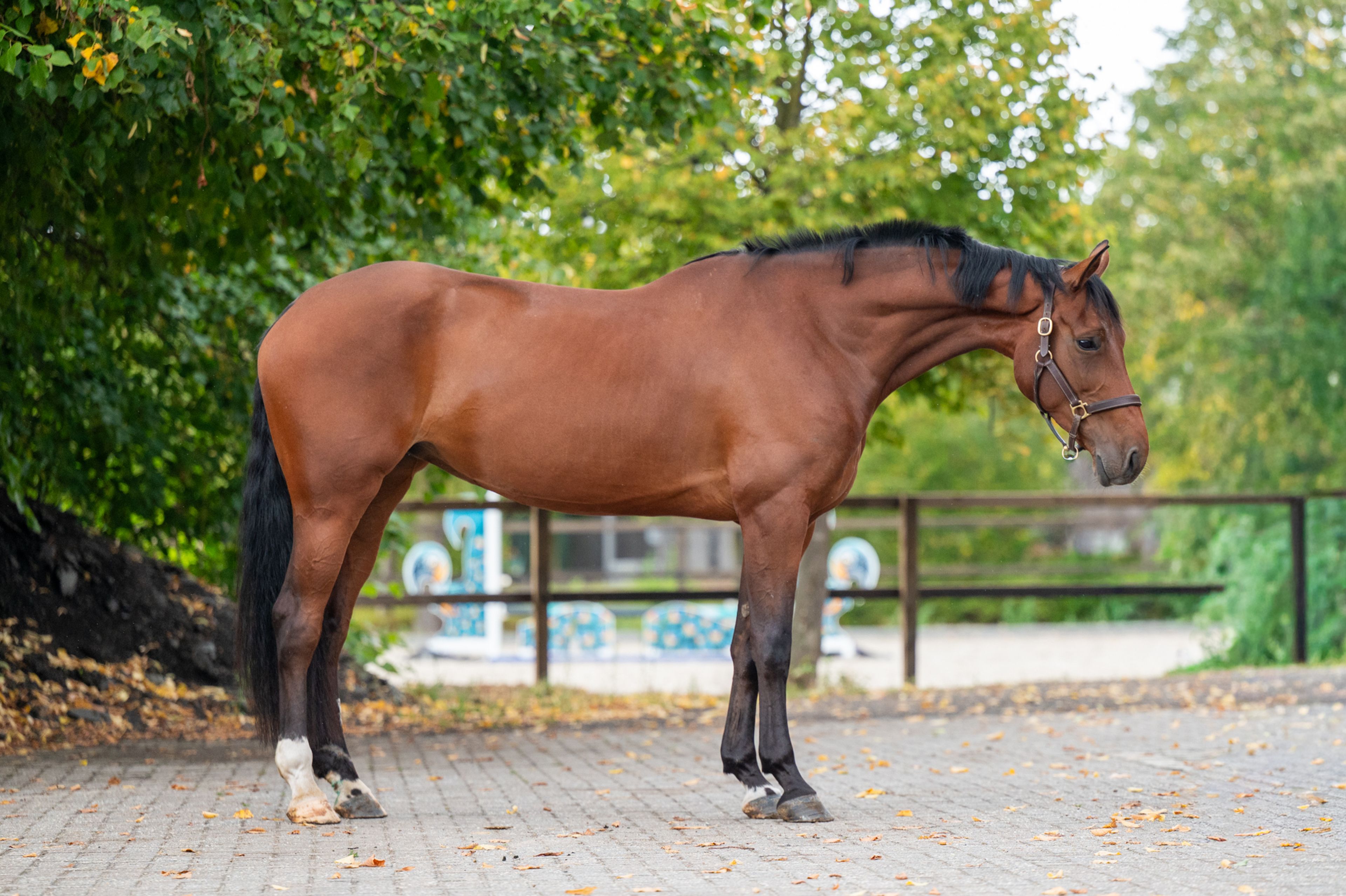 Utah vh Nivialahof ☆ (FONCETTI VD HEFFINCK x INDIAN GOLD V CASTERSHOEVE) - Image 4