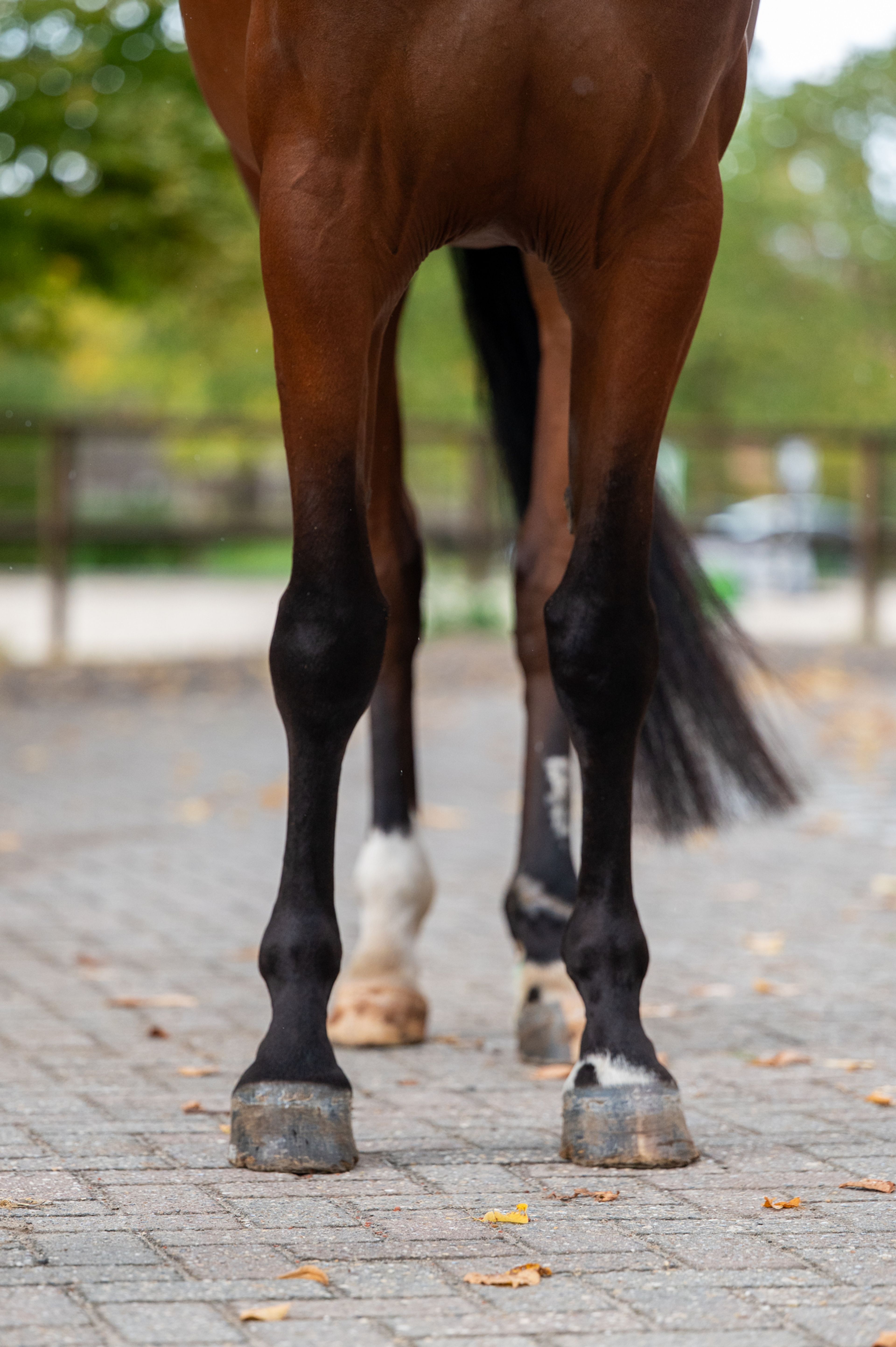 Utah vh Nivialahof ☆ (FONCETTI VD HEFFINCK x INDIAN GOLD V CASTERSHOEVE) - Image 5
