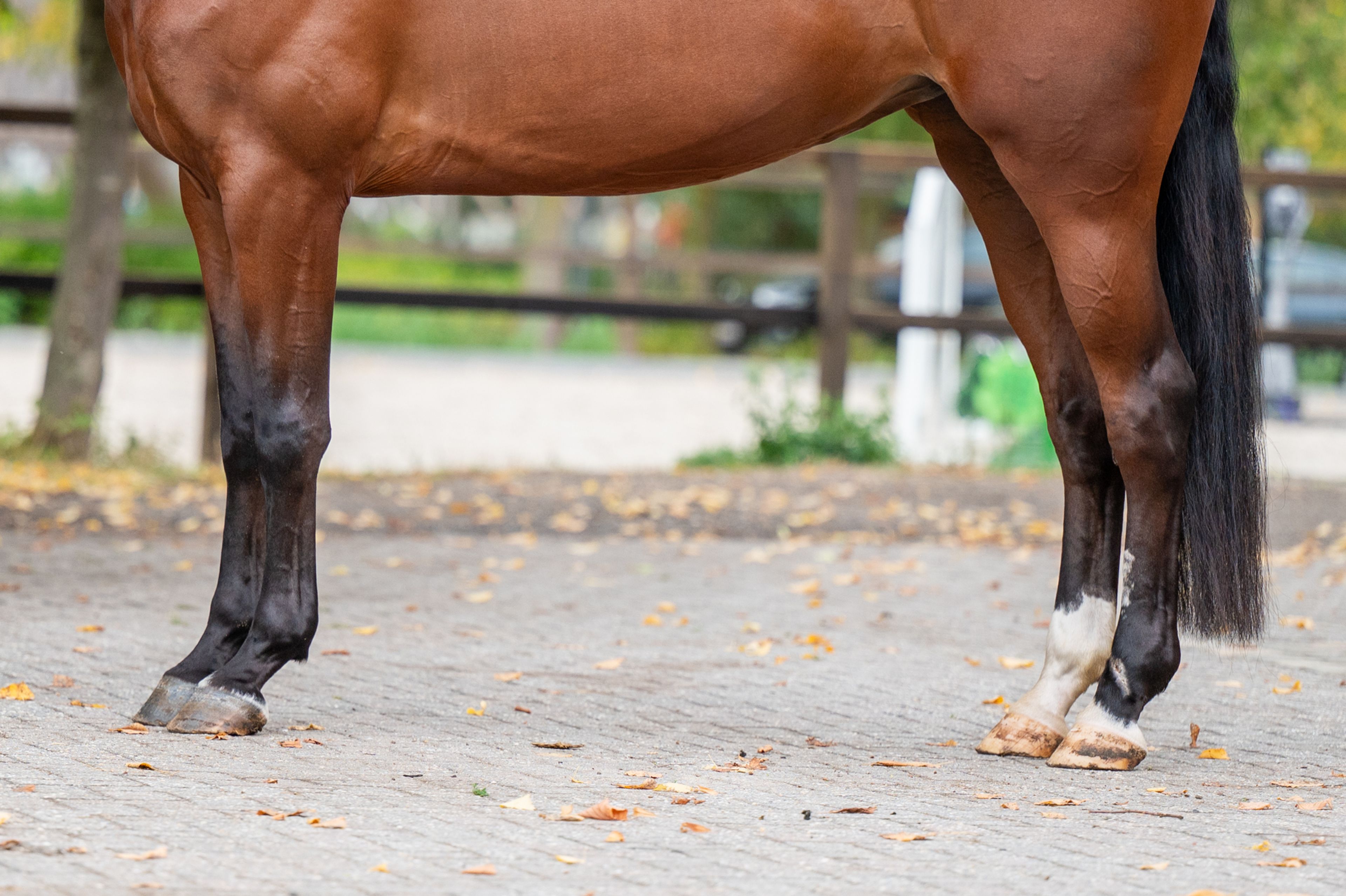 Utah vh Nivialahof ☆ (FONCETTI VD HEFFINCK x INDIAN GOLD V CASTERSHOEVE) - Image 7