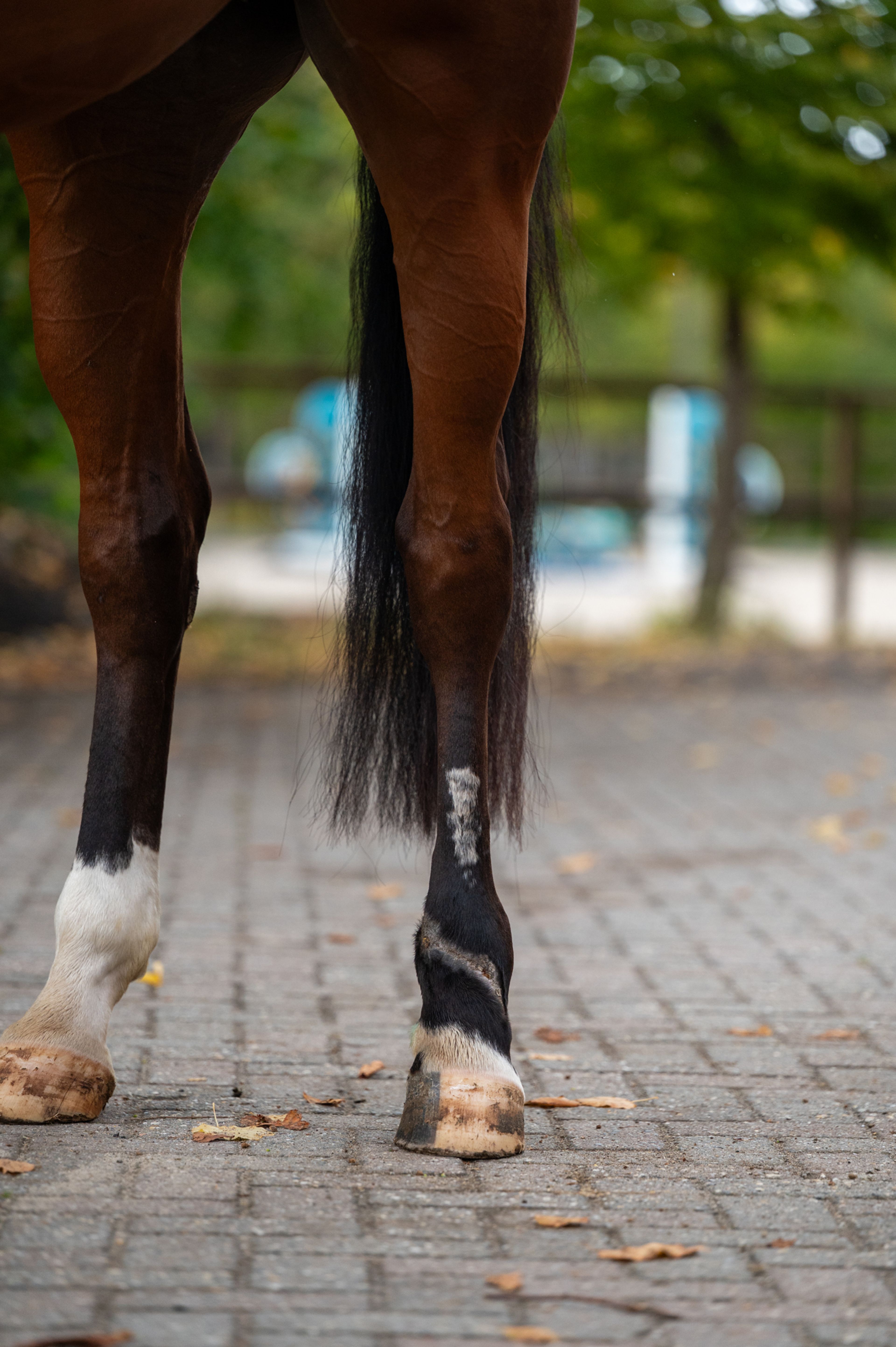 Utah vh Nivialahof ☆ (FONCETTI VD HEFFINCK x INDIAN GOLD V CASTERSHOEVE) - Image 8