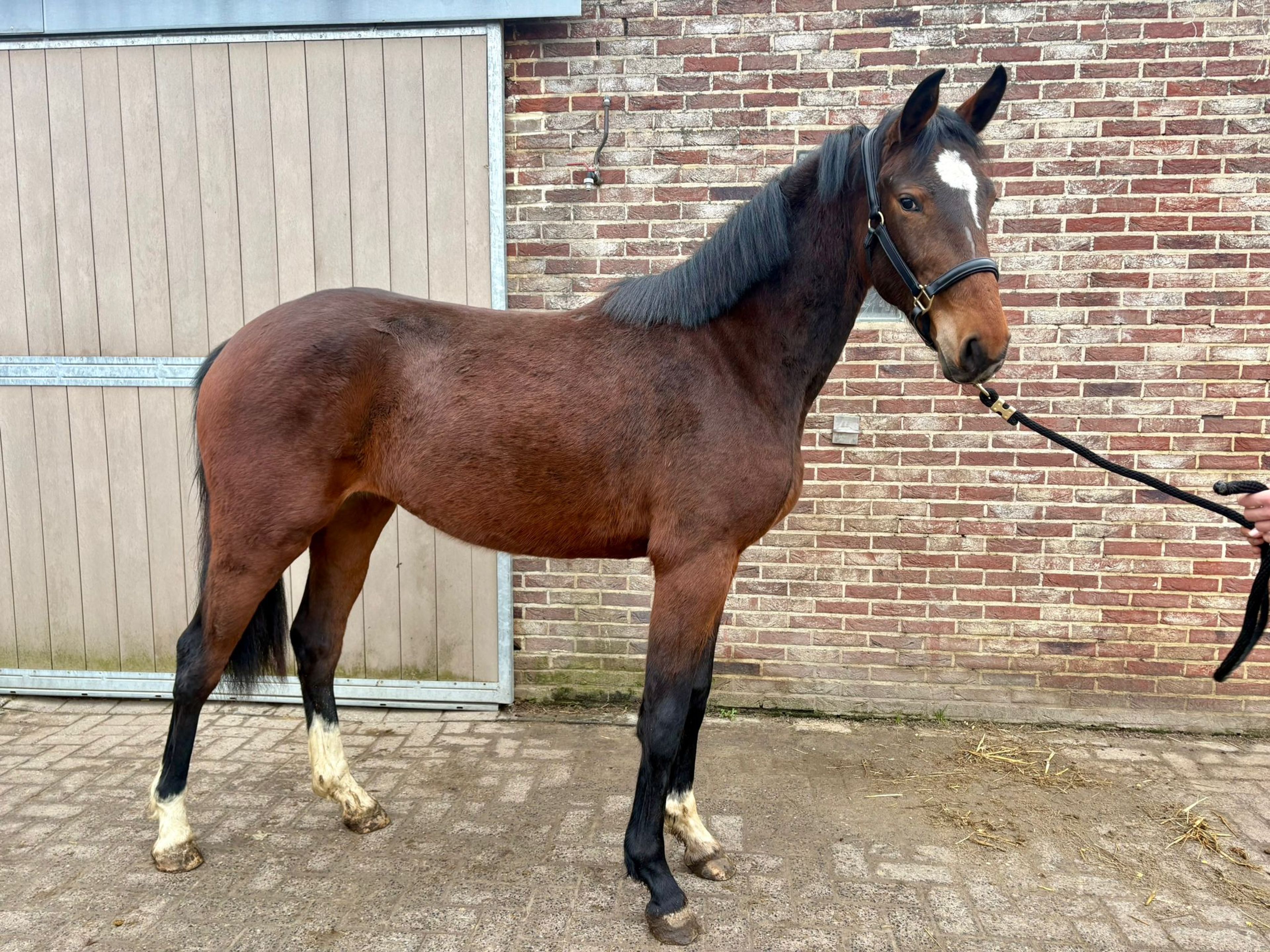 Alaska Van De Wilgenhoeve (THIO VAN T & L x CARRERA VDL) - Image 2