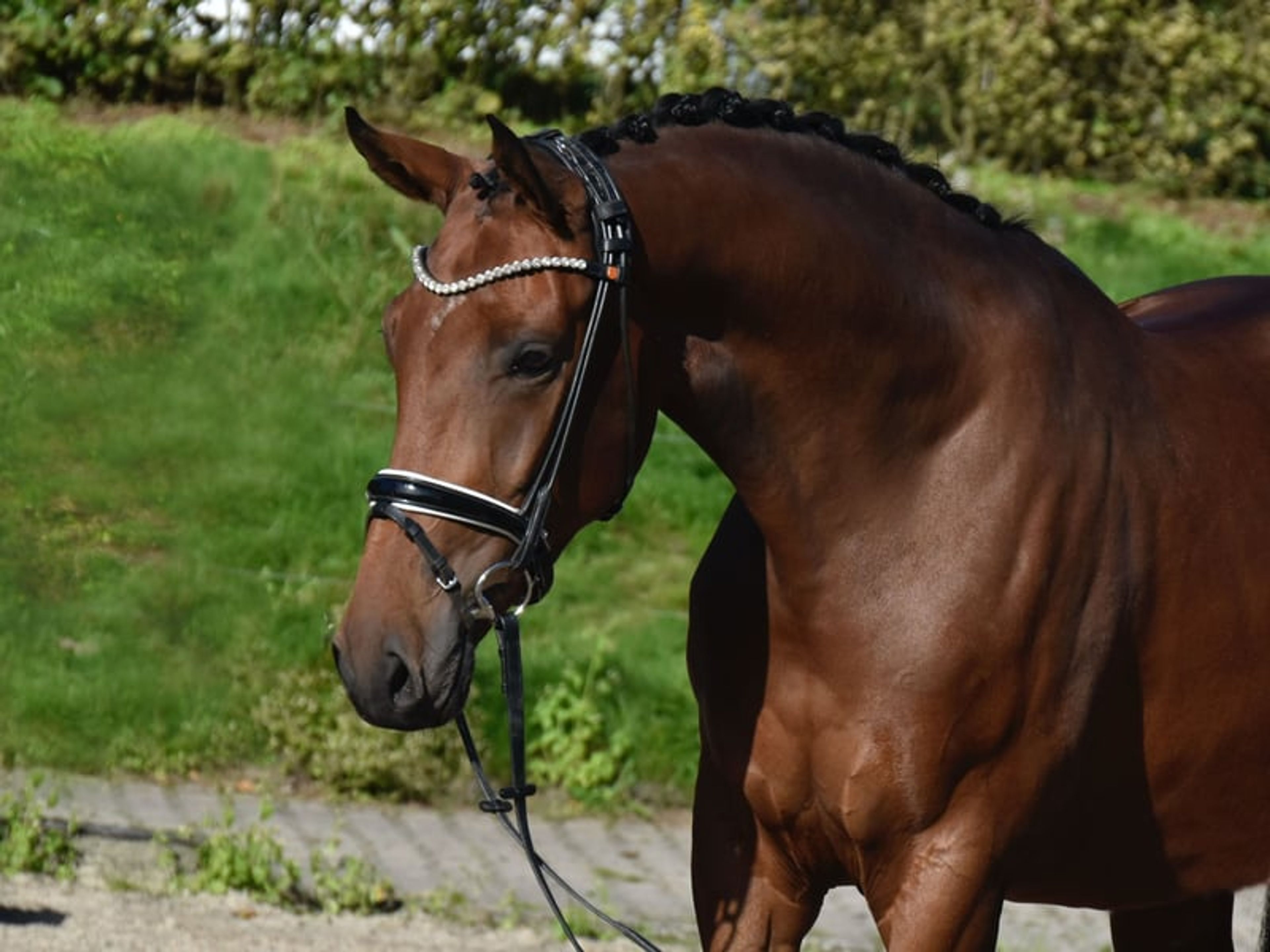 Impressive, promising young dressage mare