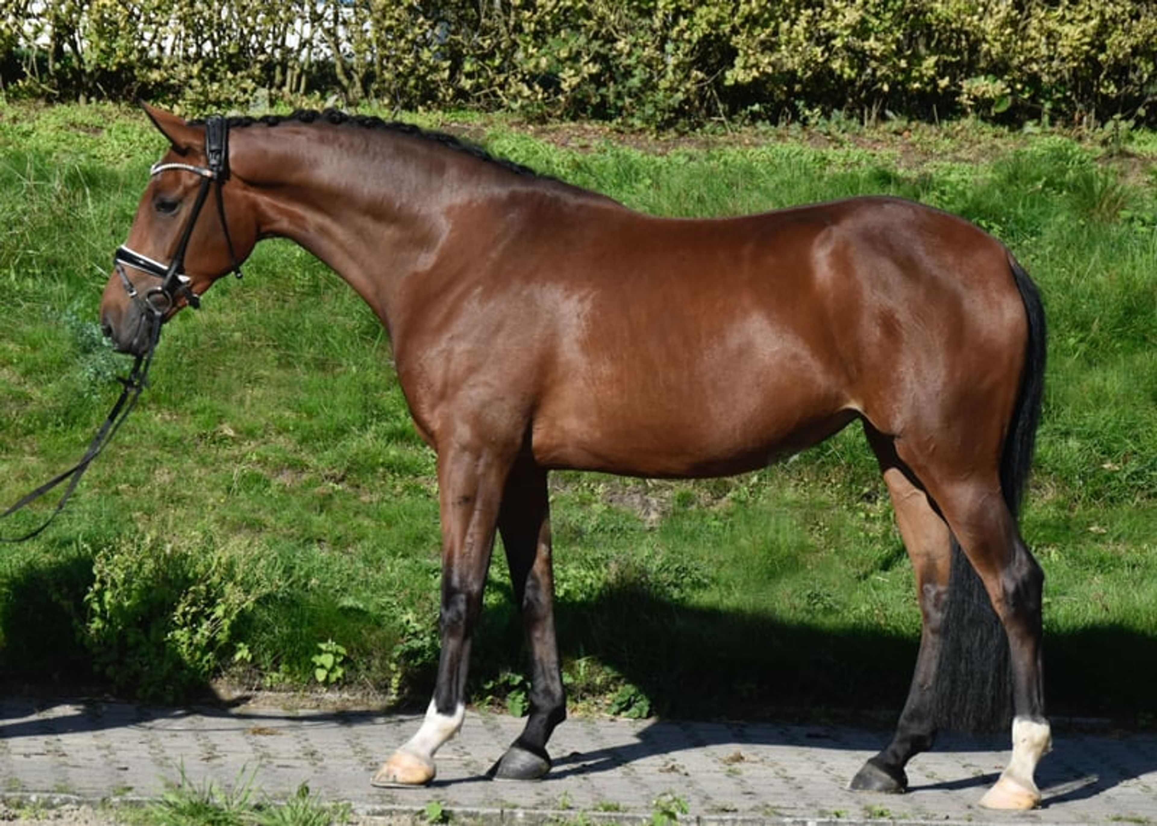 Impressive, promising young dressage mare - Image 2