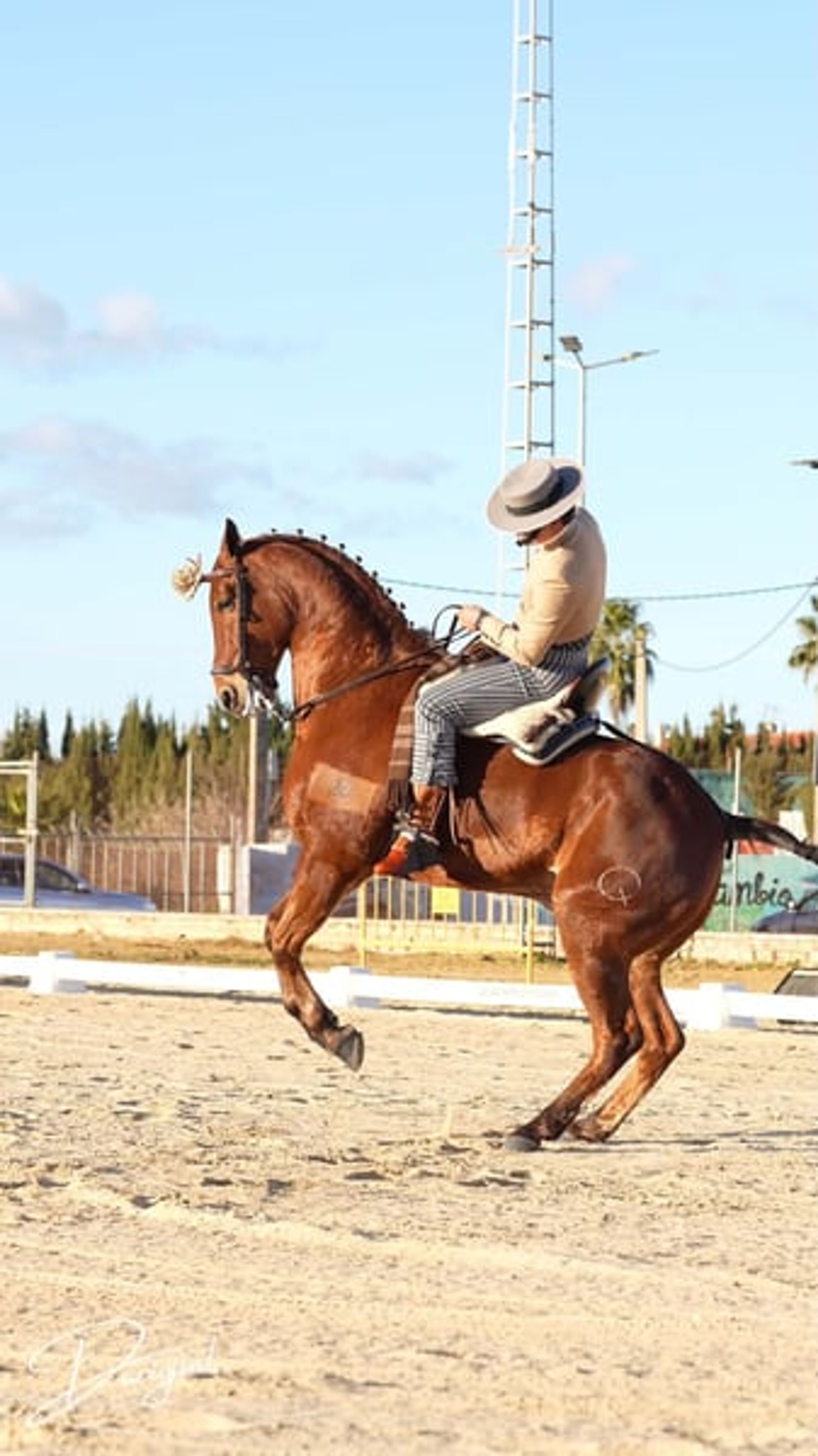 Sargento – Spanish Champion & Exceptional Schoolmaster for Working Equitation