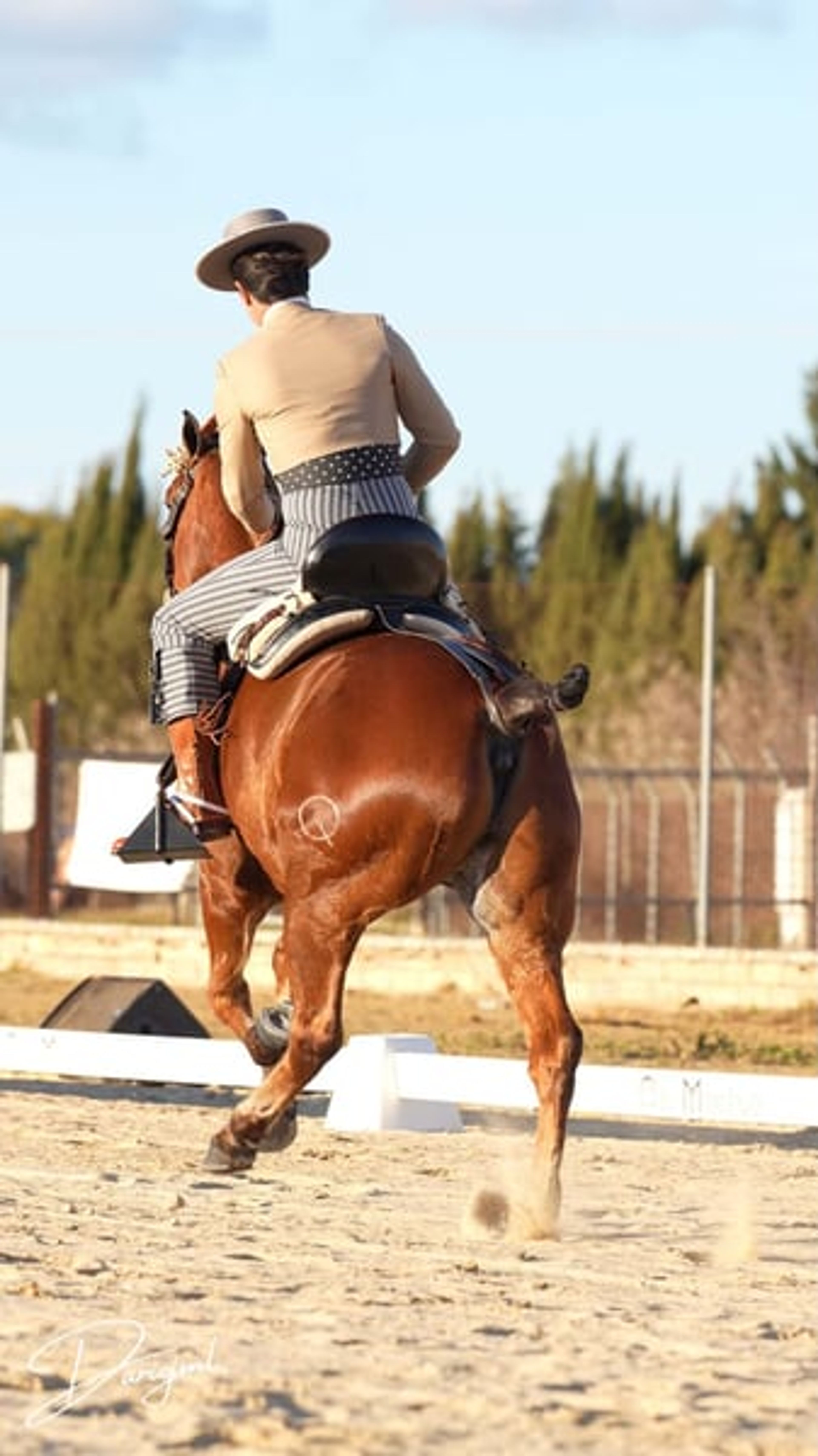 Sargento – Spanish Champion & Exceptional Schoolmaster for Working Equitation - Image 2