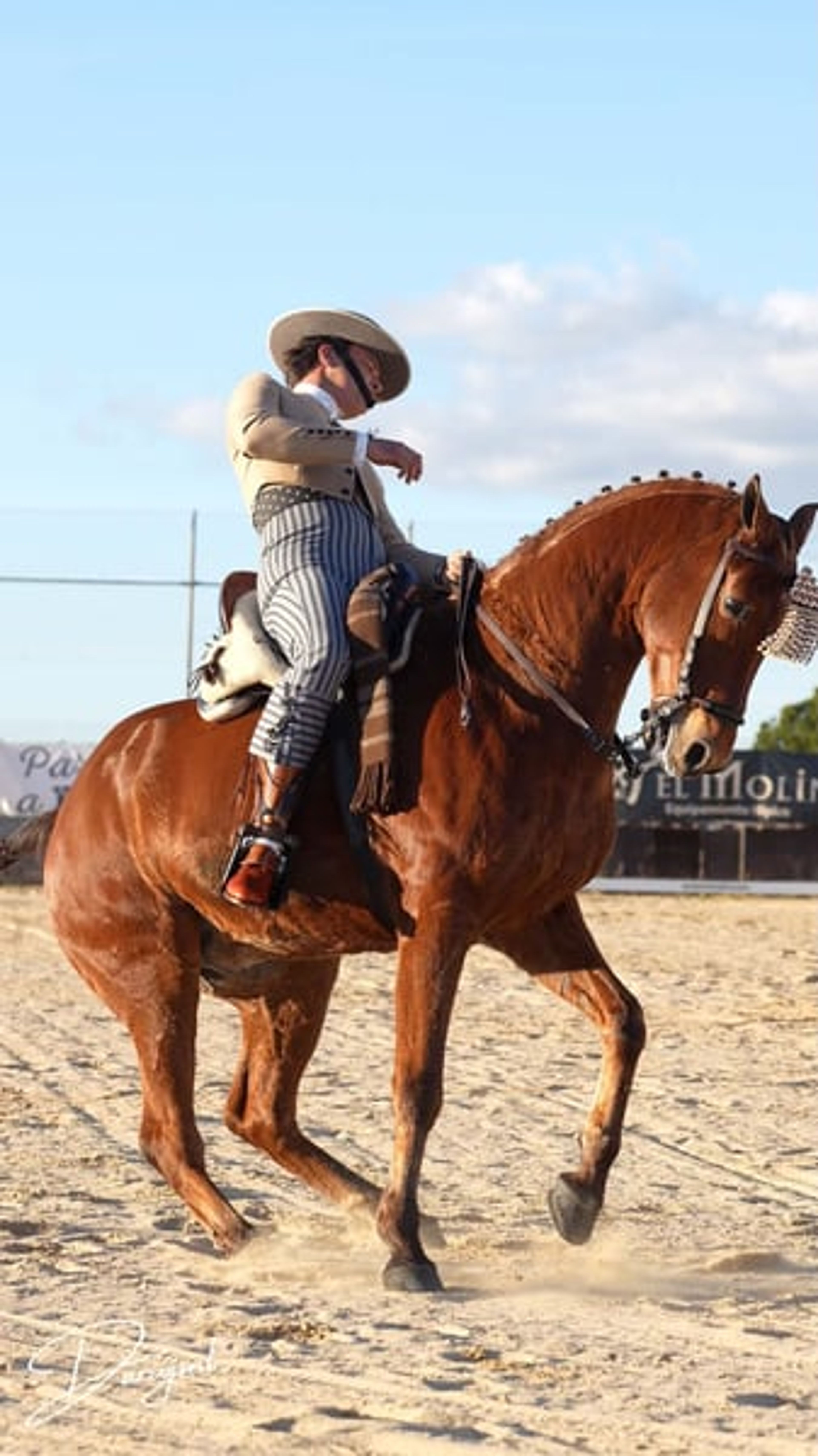 Sargento – Spanish Champion & Exceptional Schoolmaster for Working Equitation - Image 3