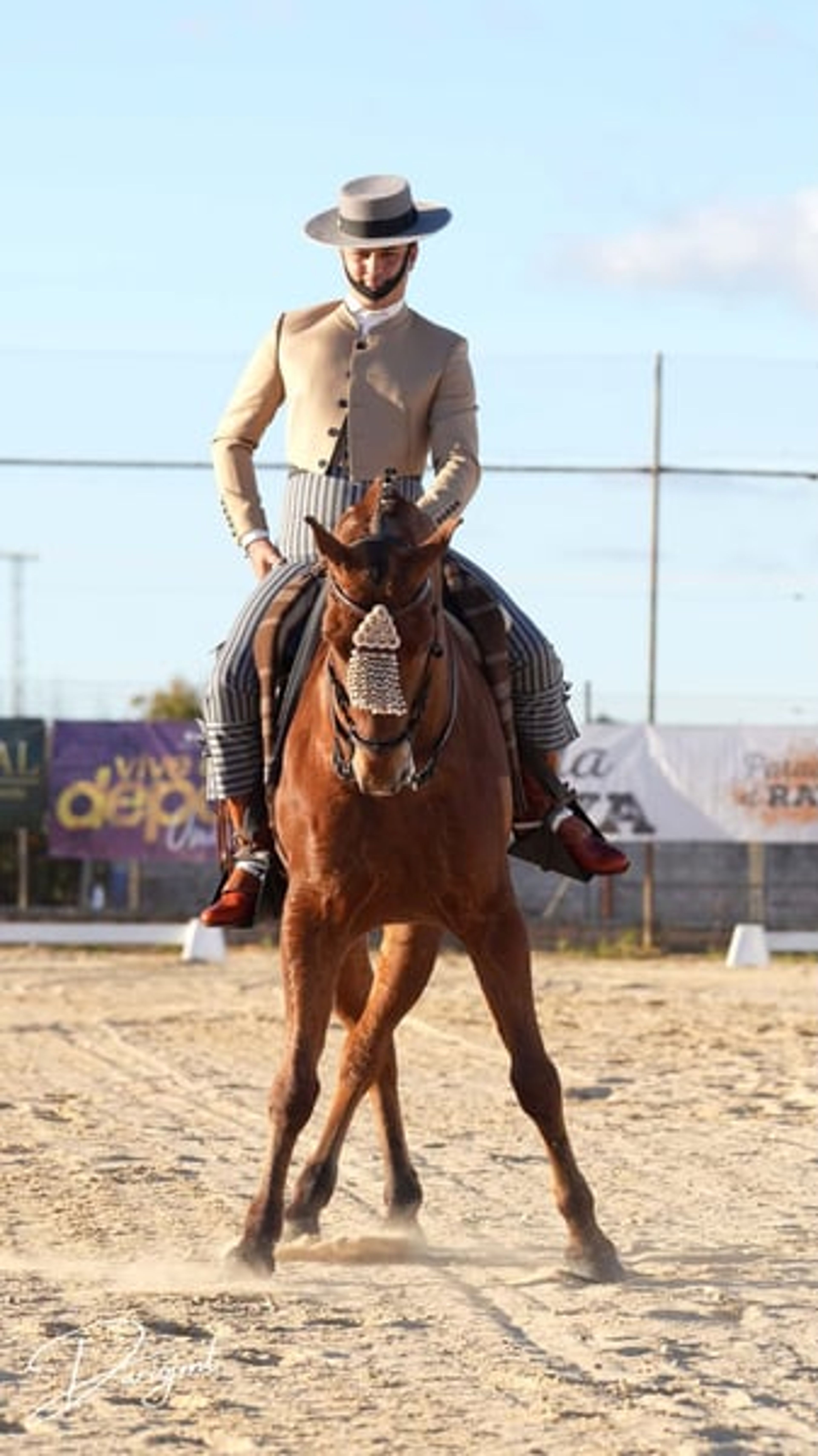 Sargento – Spanish Champion & Exceptional Schoolmaster for Working Equitation - Image 4