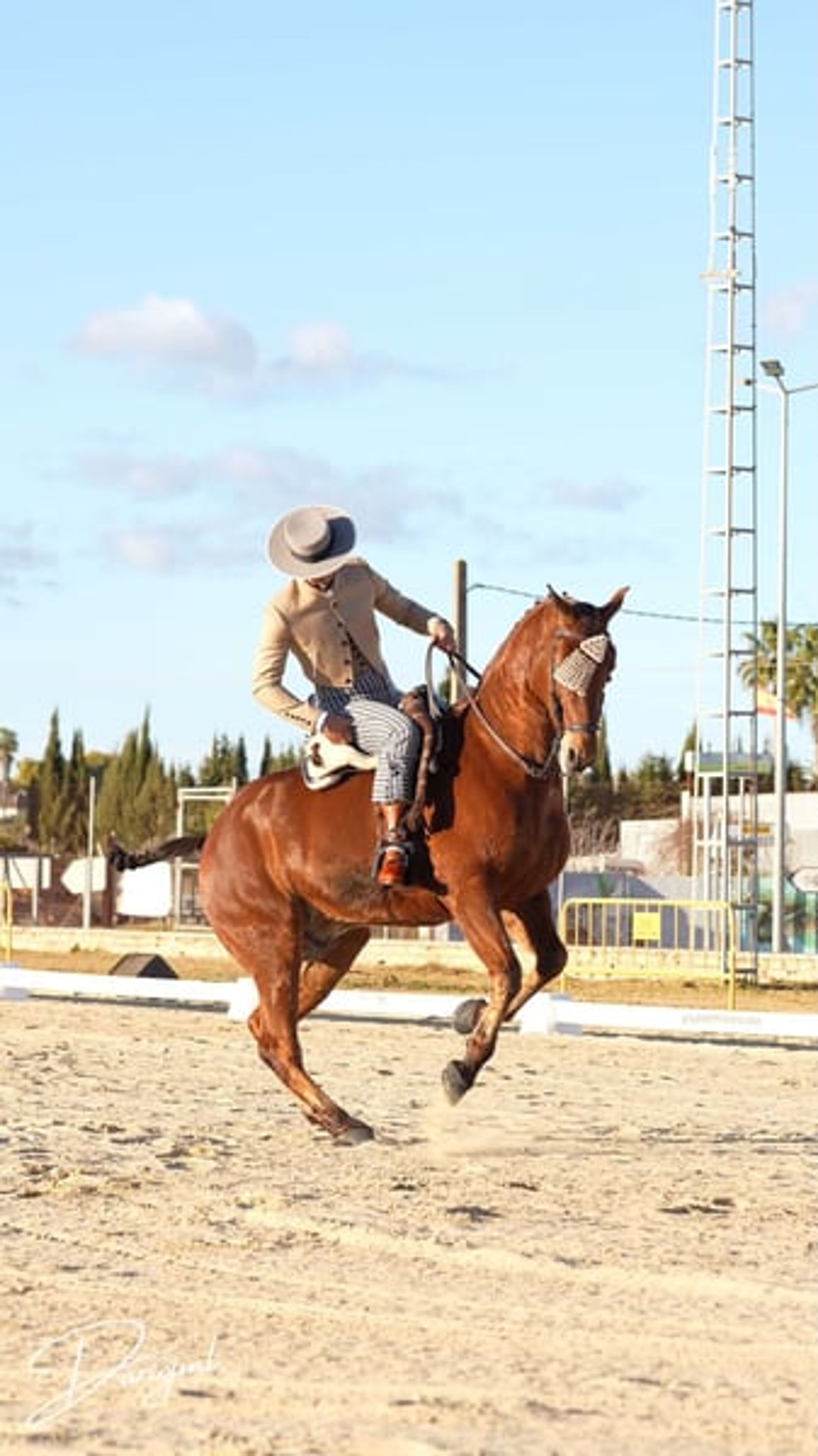 Sargento – Spanish Champion & Exceptional Schoolmaster for Working Equitation - Image 5