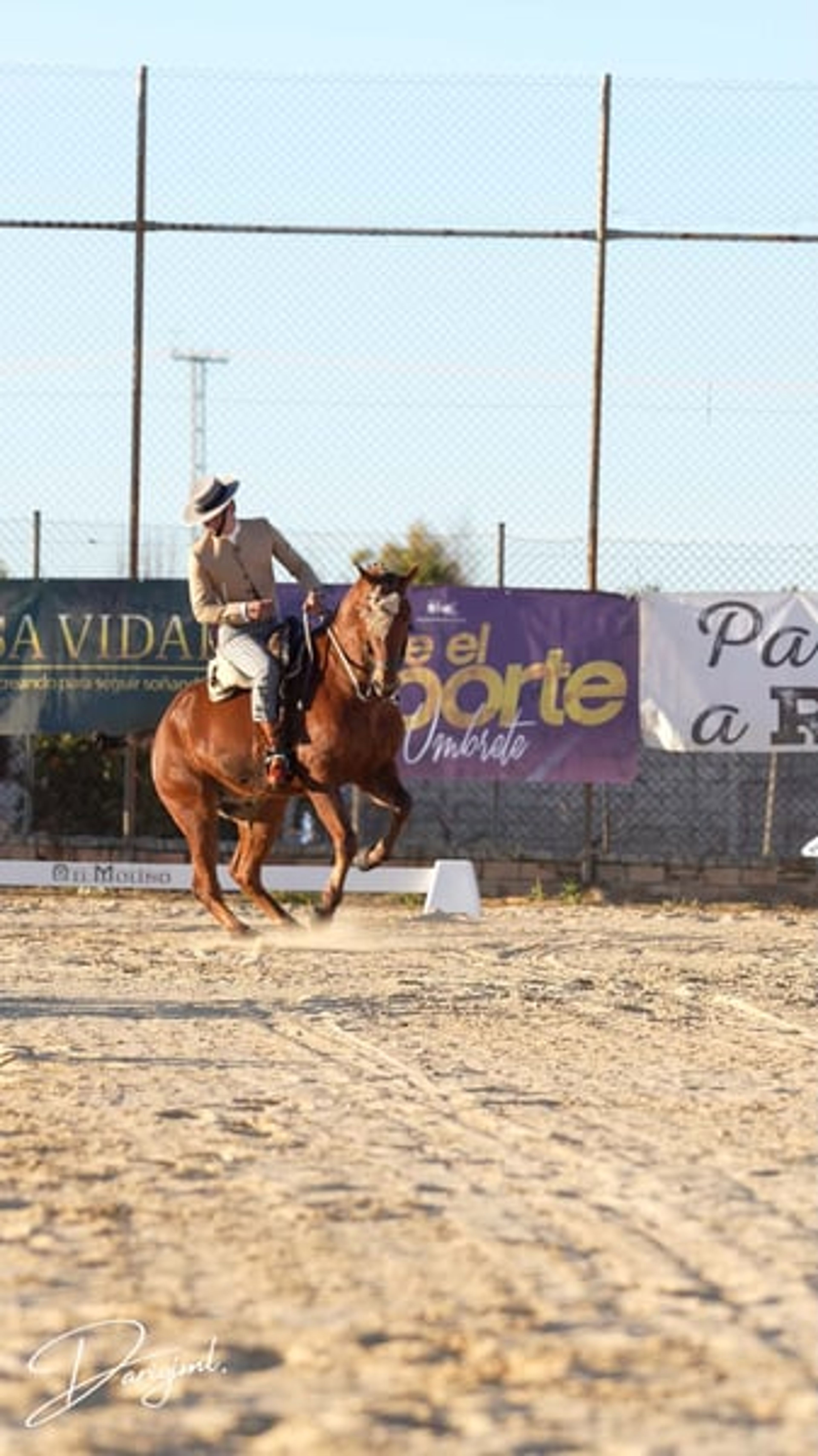 Sargento – Spanish Champion & Exceptional Schoolmaster for Working Equitation - Image 6