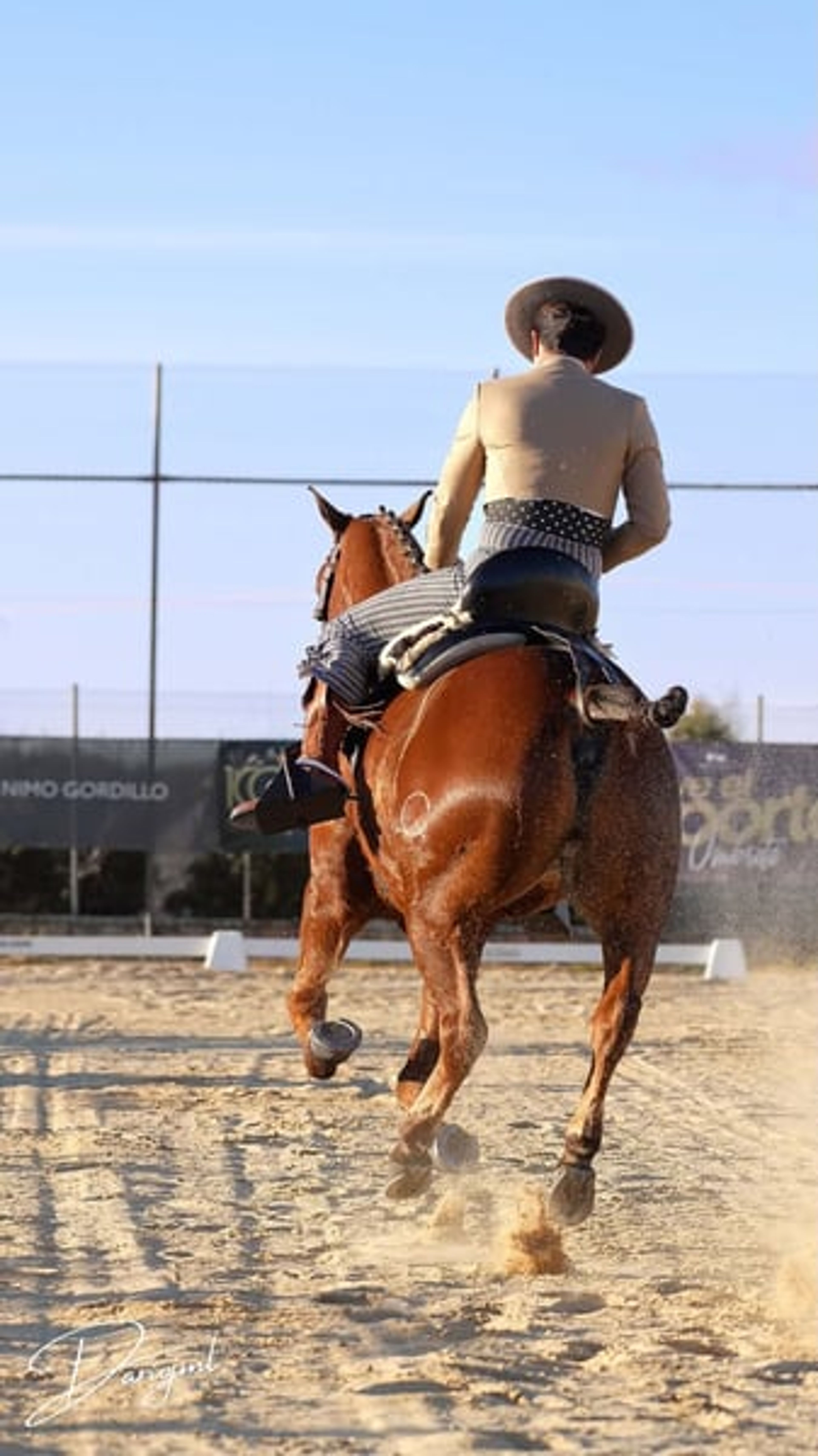 Sargento – Spanish Champion & Exceptional Schoolmaster for Working Equitation - Image 7