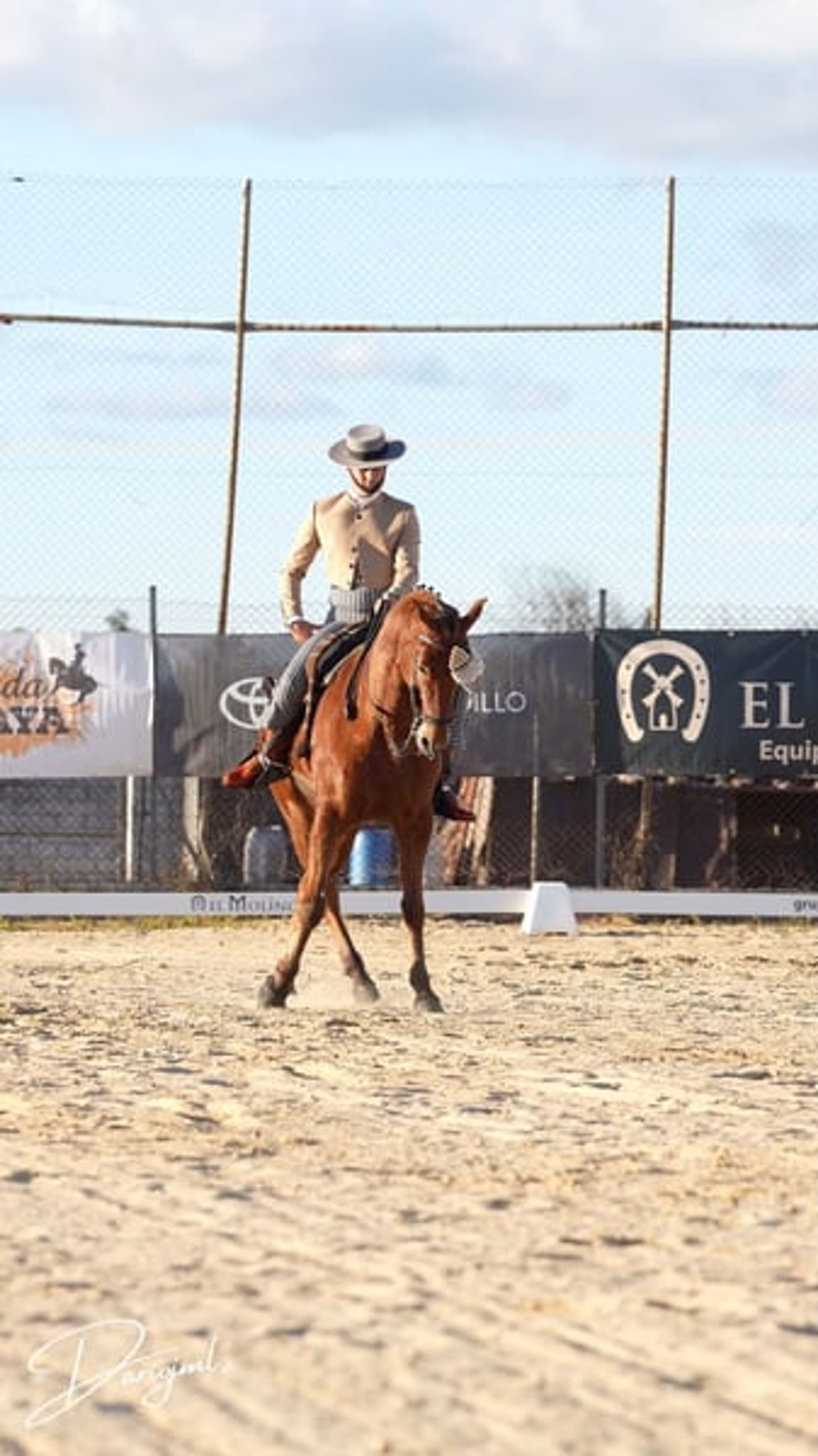 Sargento – Spanish Champion & Exceptional Schoolmaster for Working Equitation - Image 9