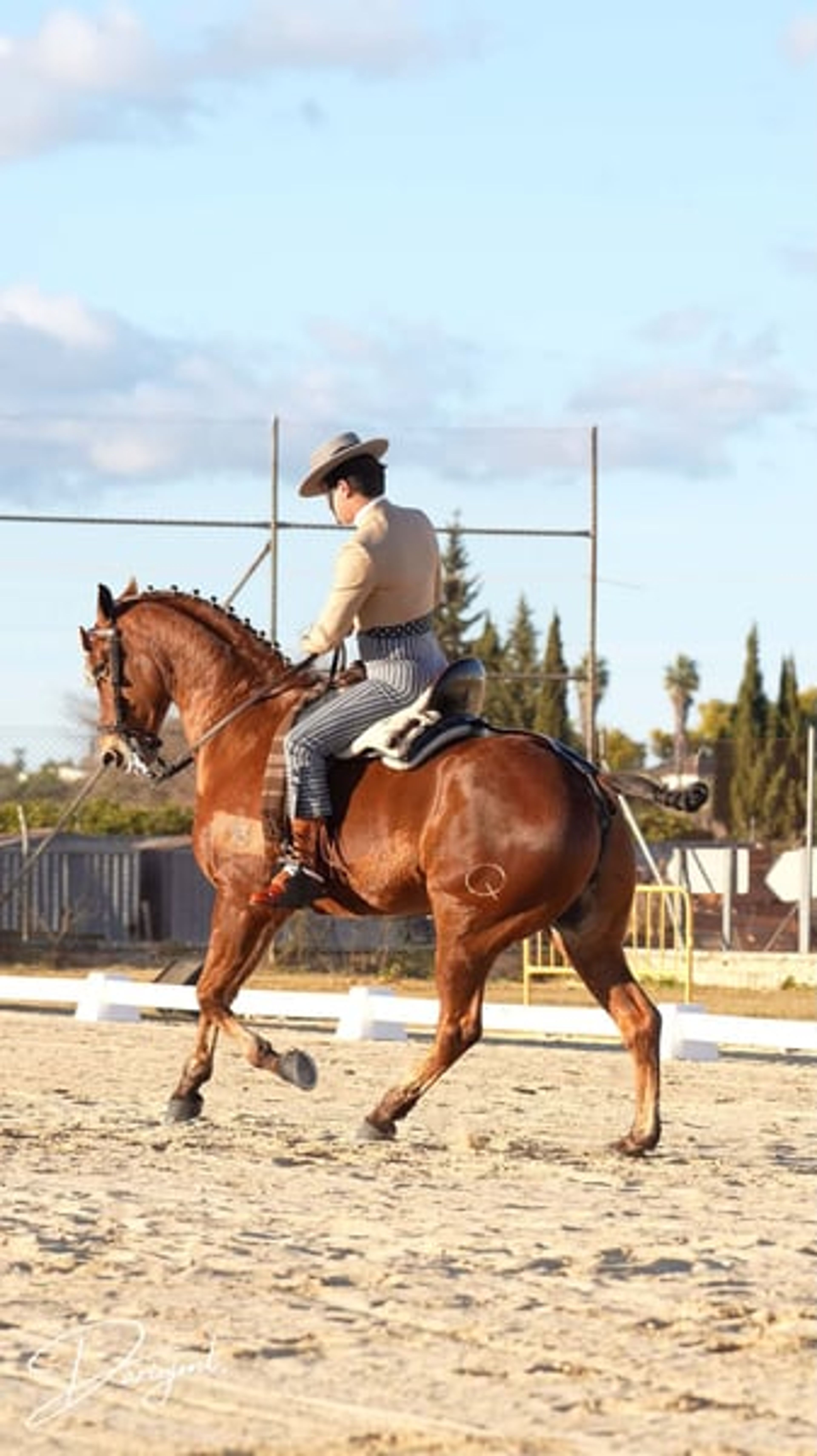 Sargento – Spanish Champion & Exceptional Schoolmaster for Working Equitation - Image 10