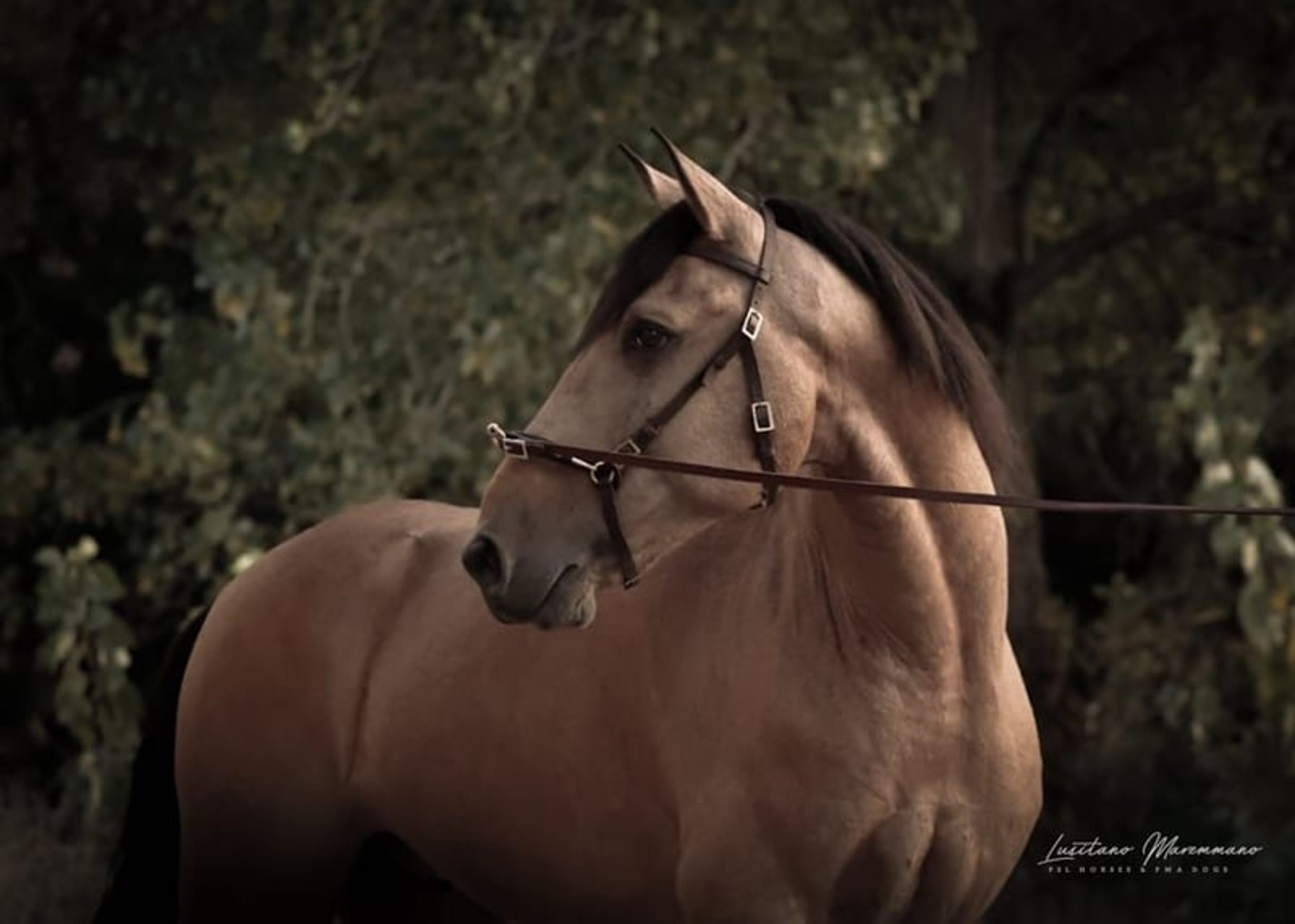 Stunning PSL gelding in a beautiful golden buckskin coat