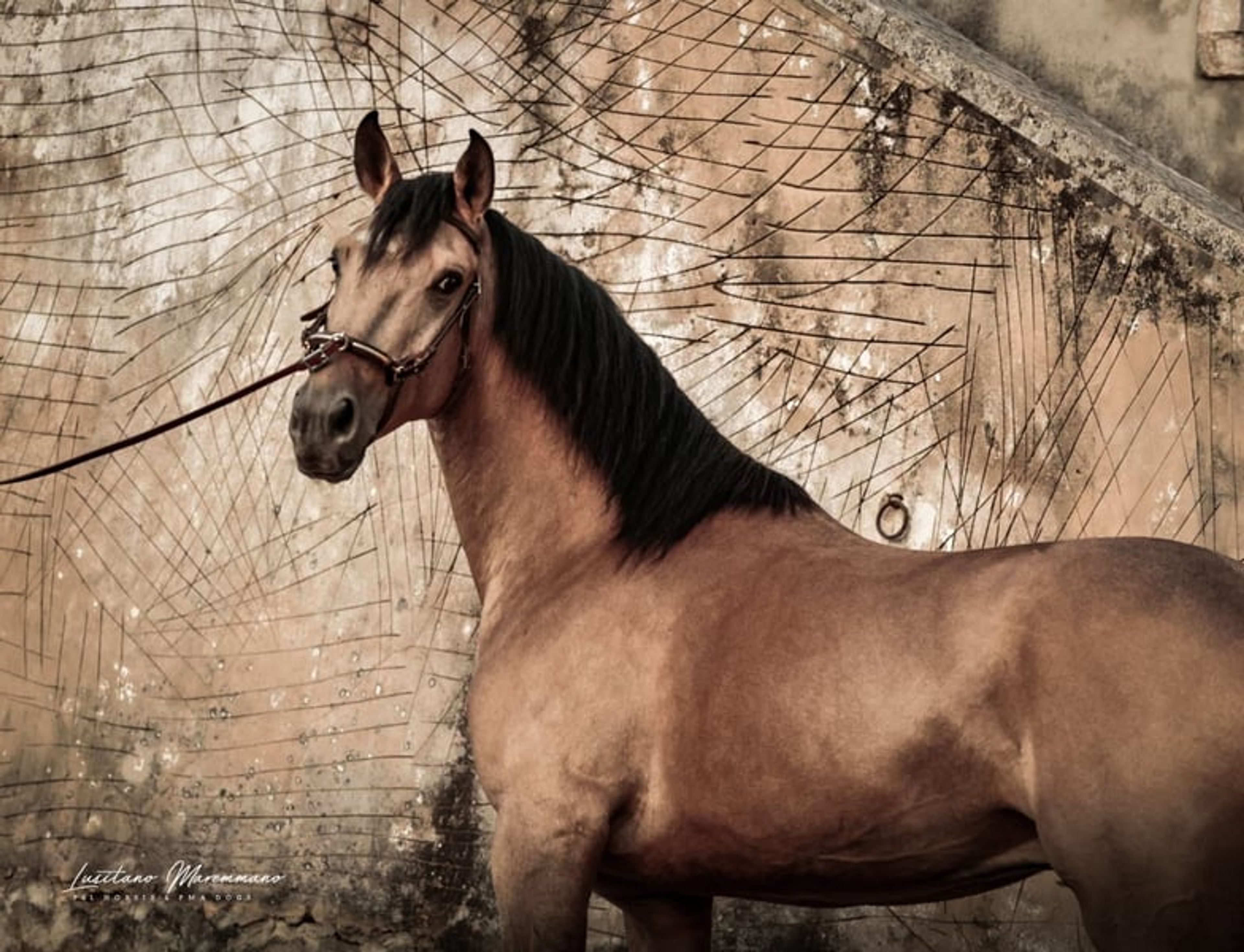Stunning PSL gelding in a beautiful golden buckskin coat - Image 2