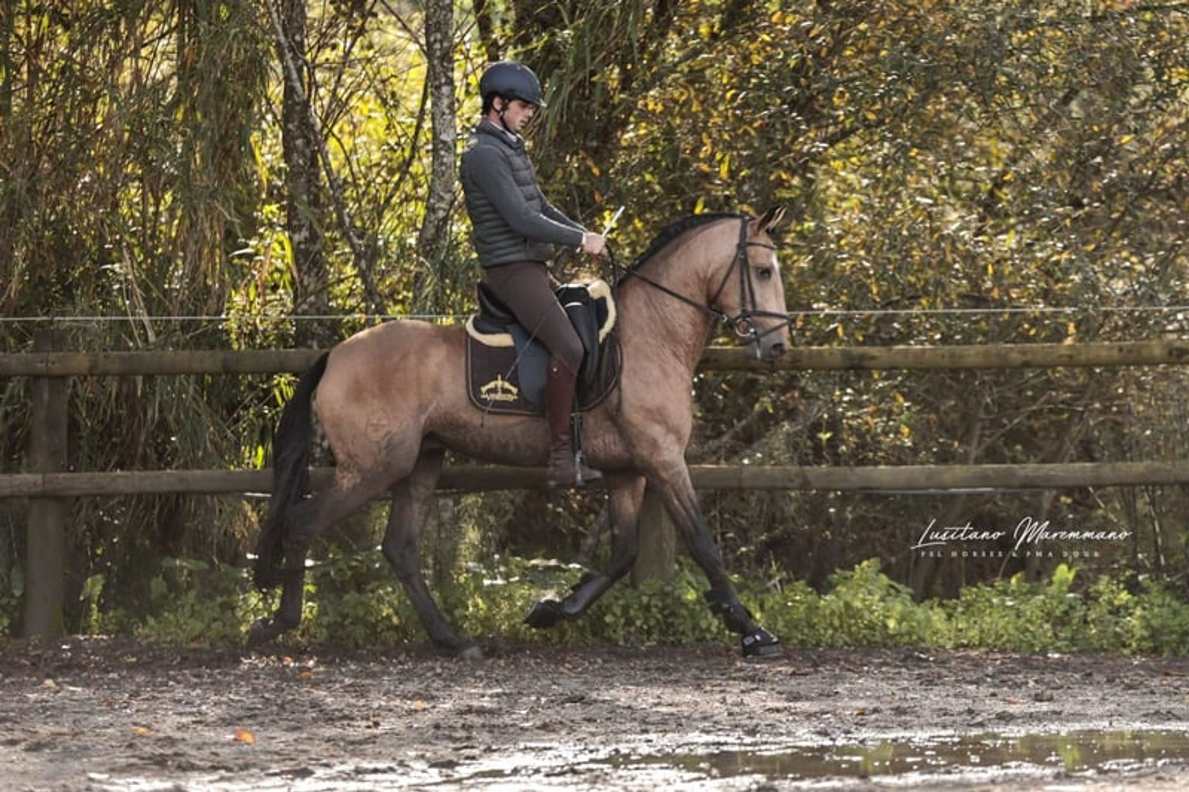 Stunning PSL gelding in a beautiful golden buckskin coat - Image 3