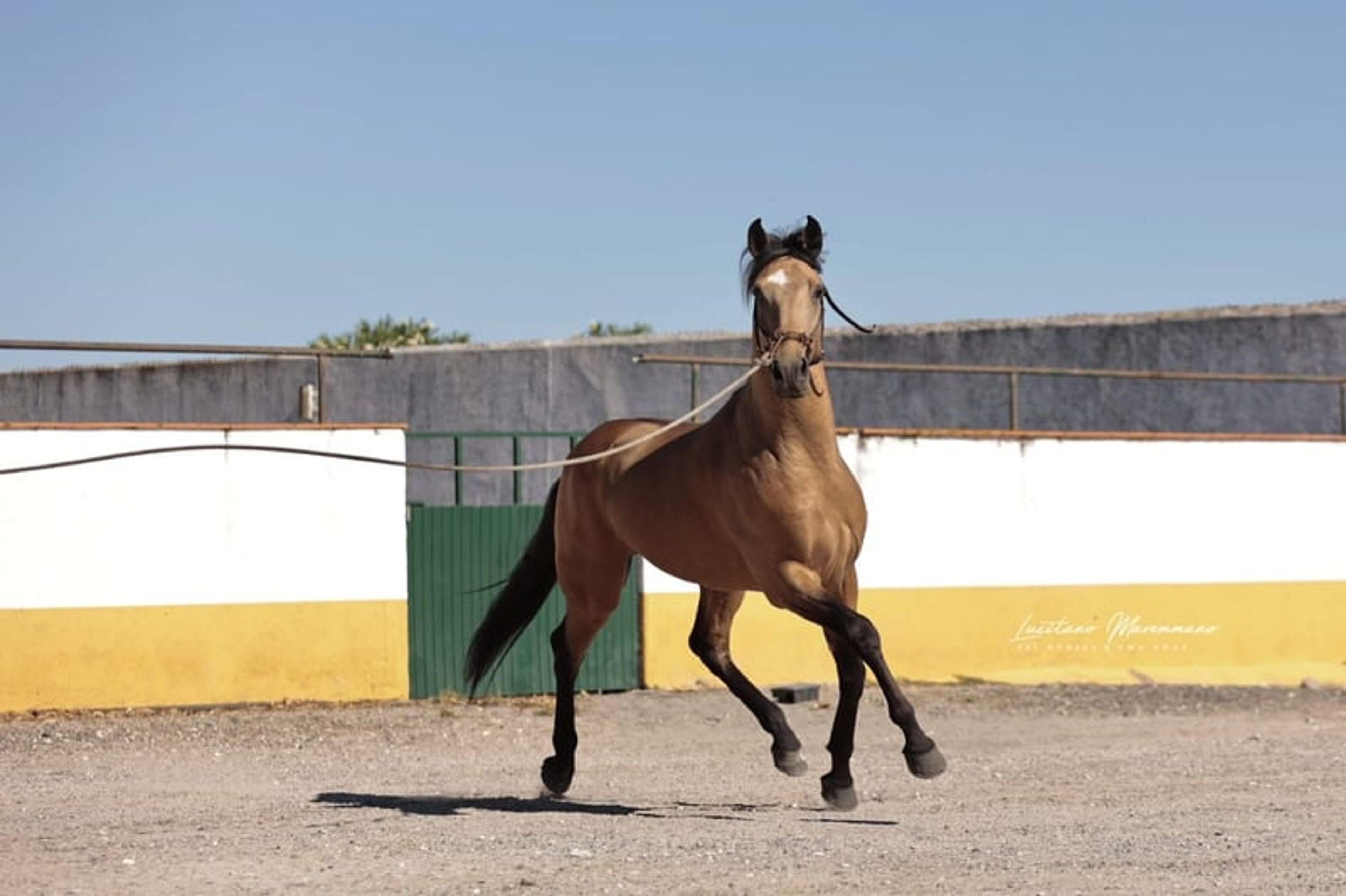 Stunning PSL gelding in a beautiful golden buckskin coat - Image 4