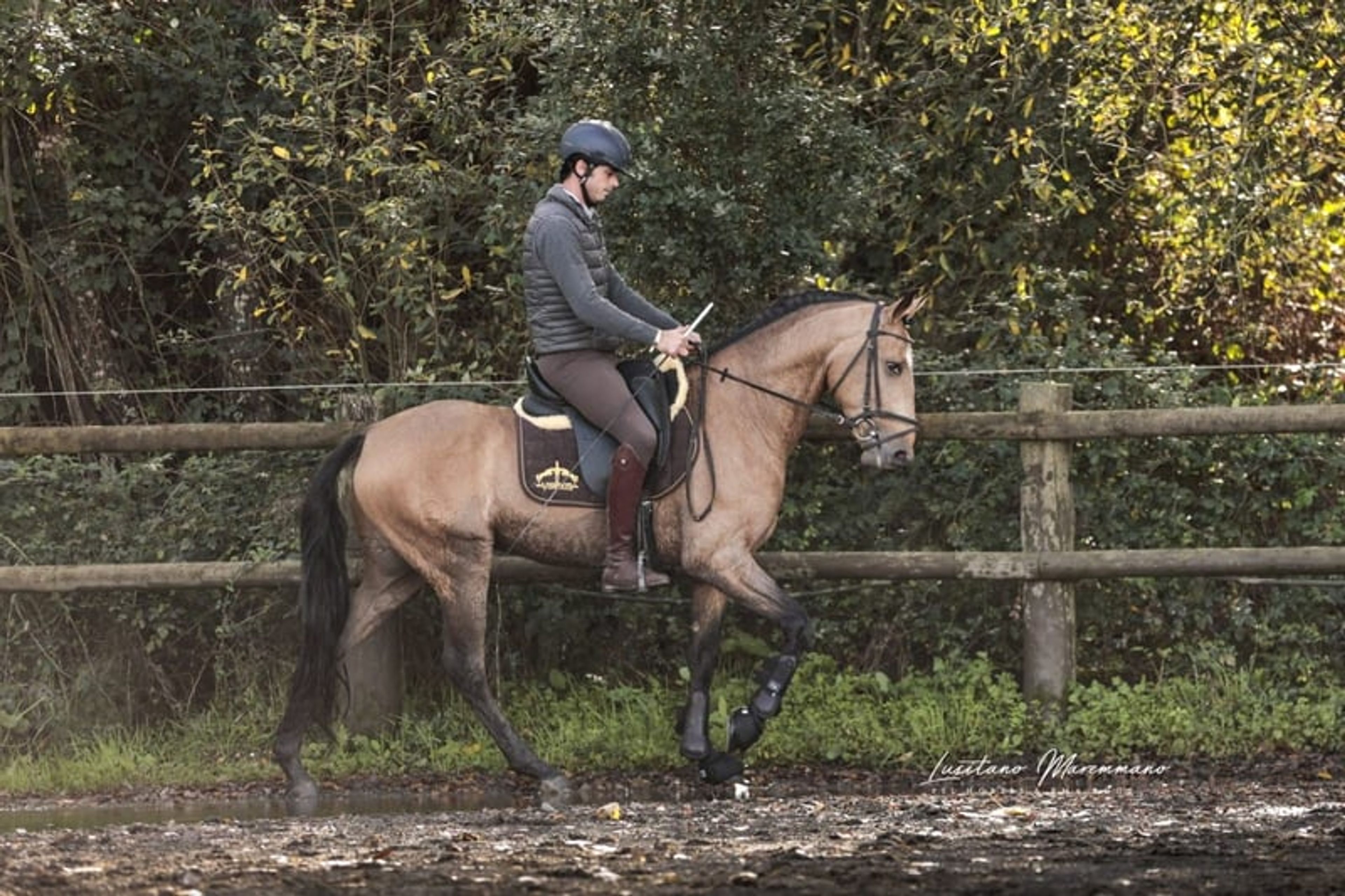 Stunning PSL gelding in a beautiful golden buckskin coat - Image 5
