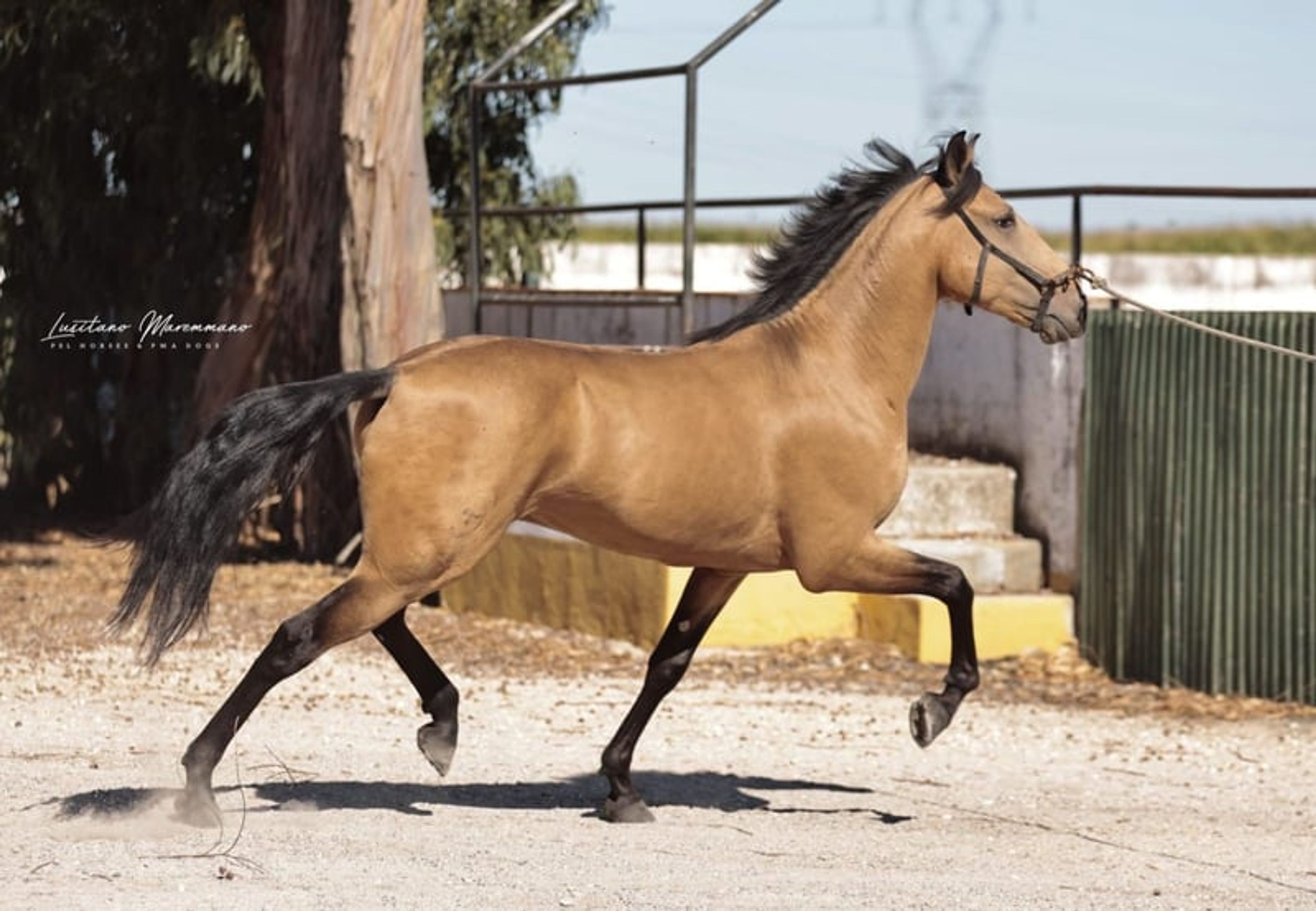 Stunning PSL gelding in a beautiful golden buckskin coat - Image 6