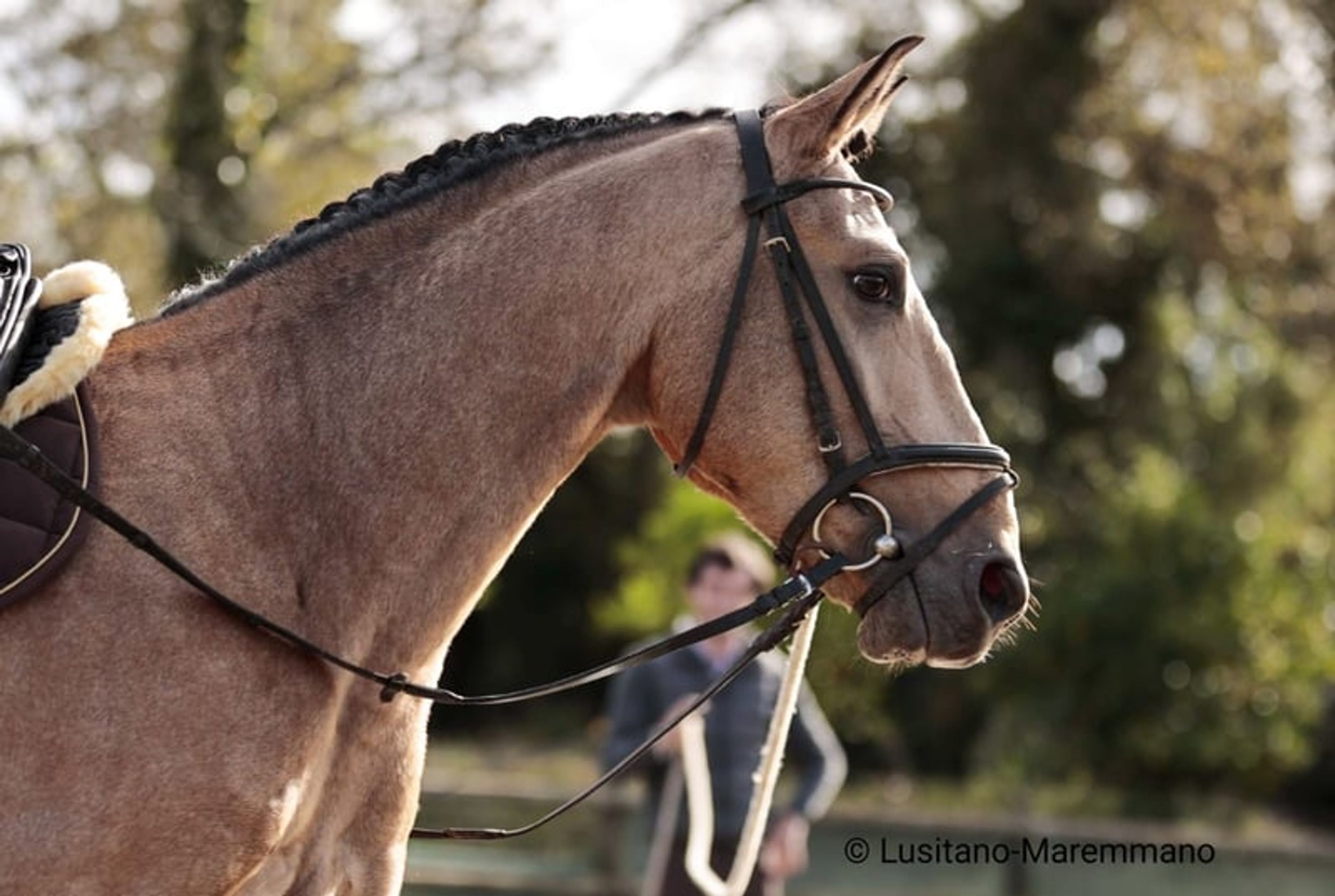 Stunning PSL gelding in a beautiful golden buckskin coat - Image 7