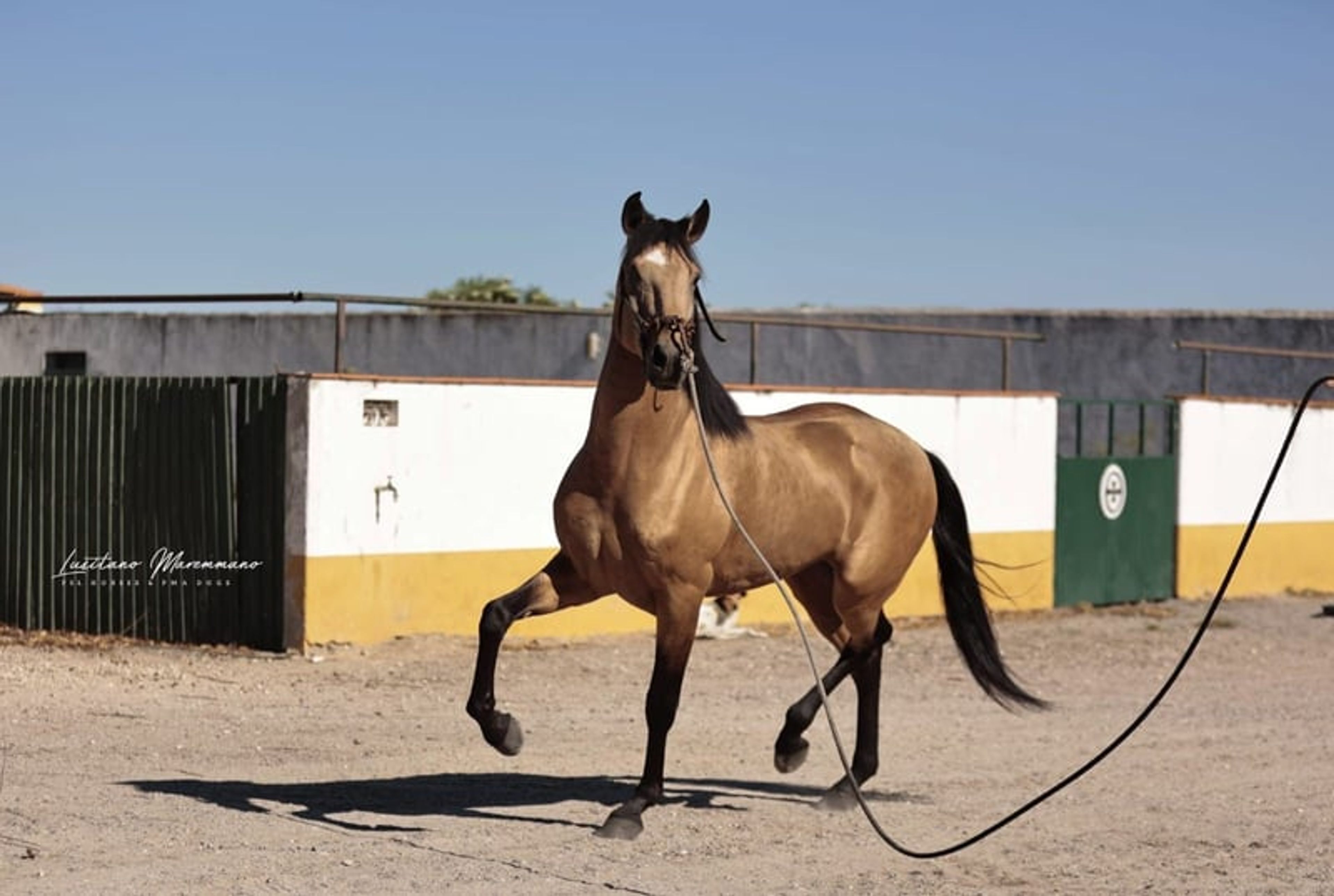 Stunning PSL gelding in a beautiful golden buckskin coat - Image 8