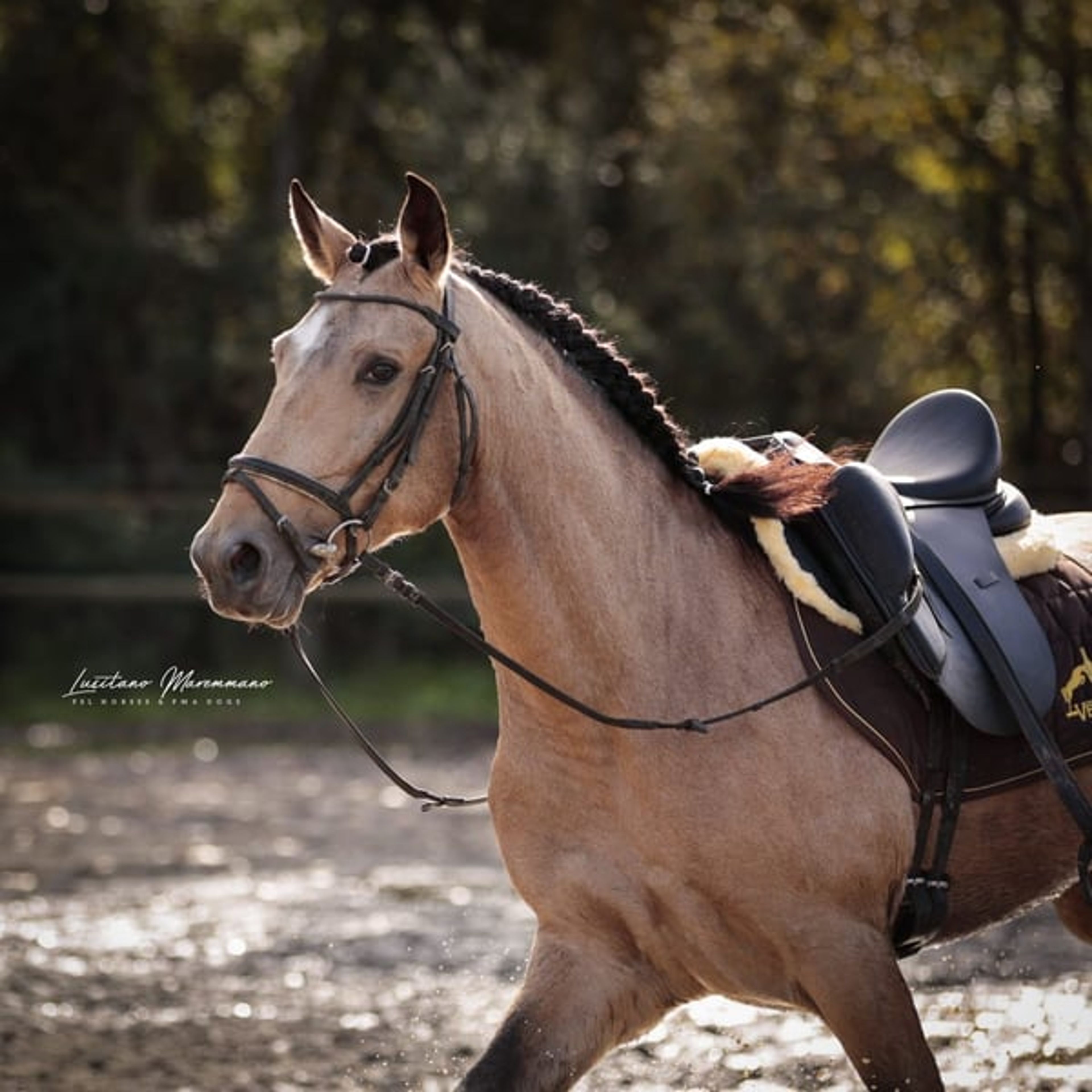 Stunning PSL gelding in a beautiful golden buckskin coat - Image 9