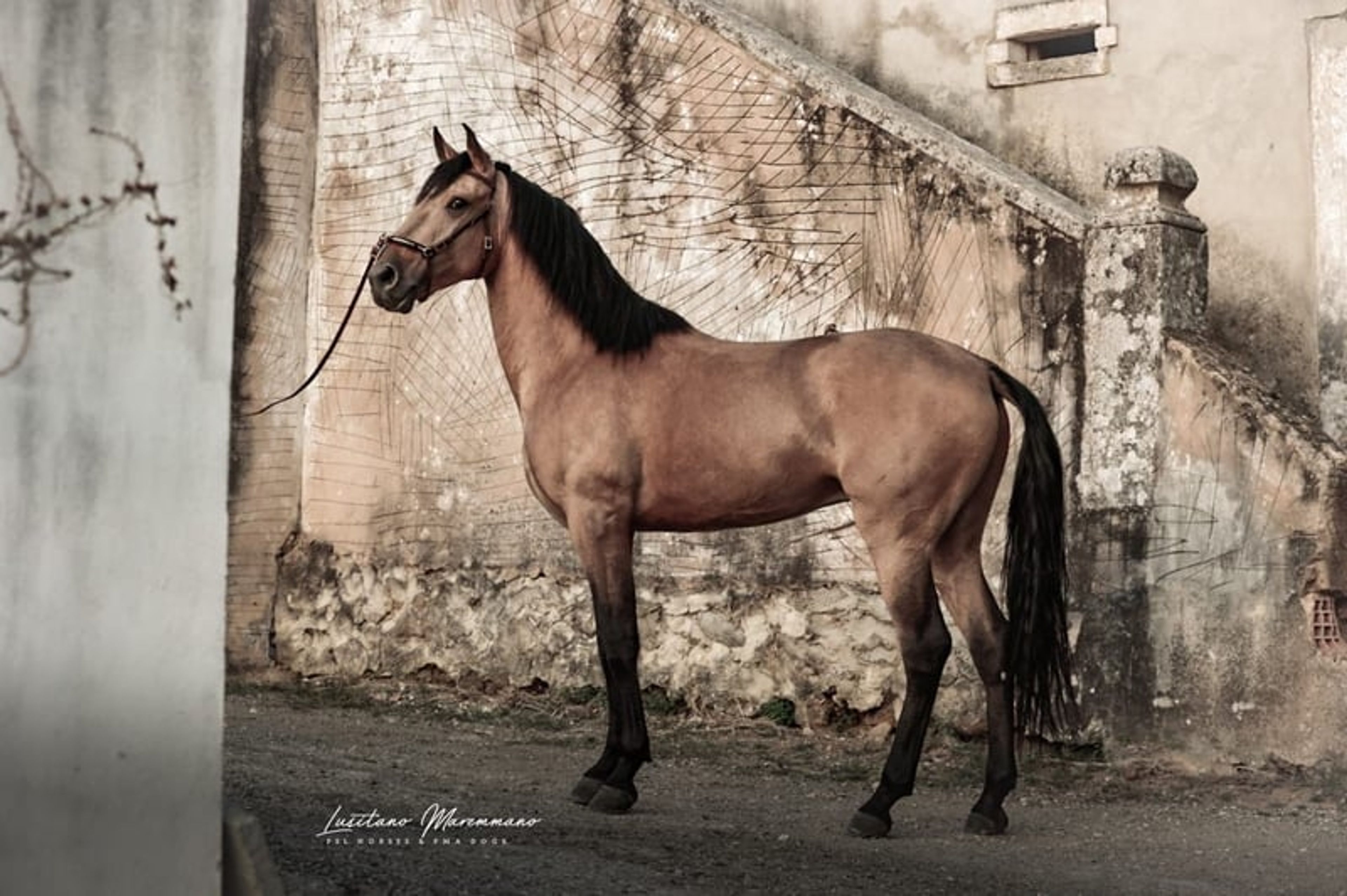 Stunning PSL gelding in a beautiful golden buckskin coat - Image 10