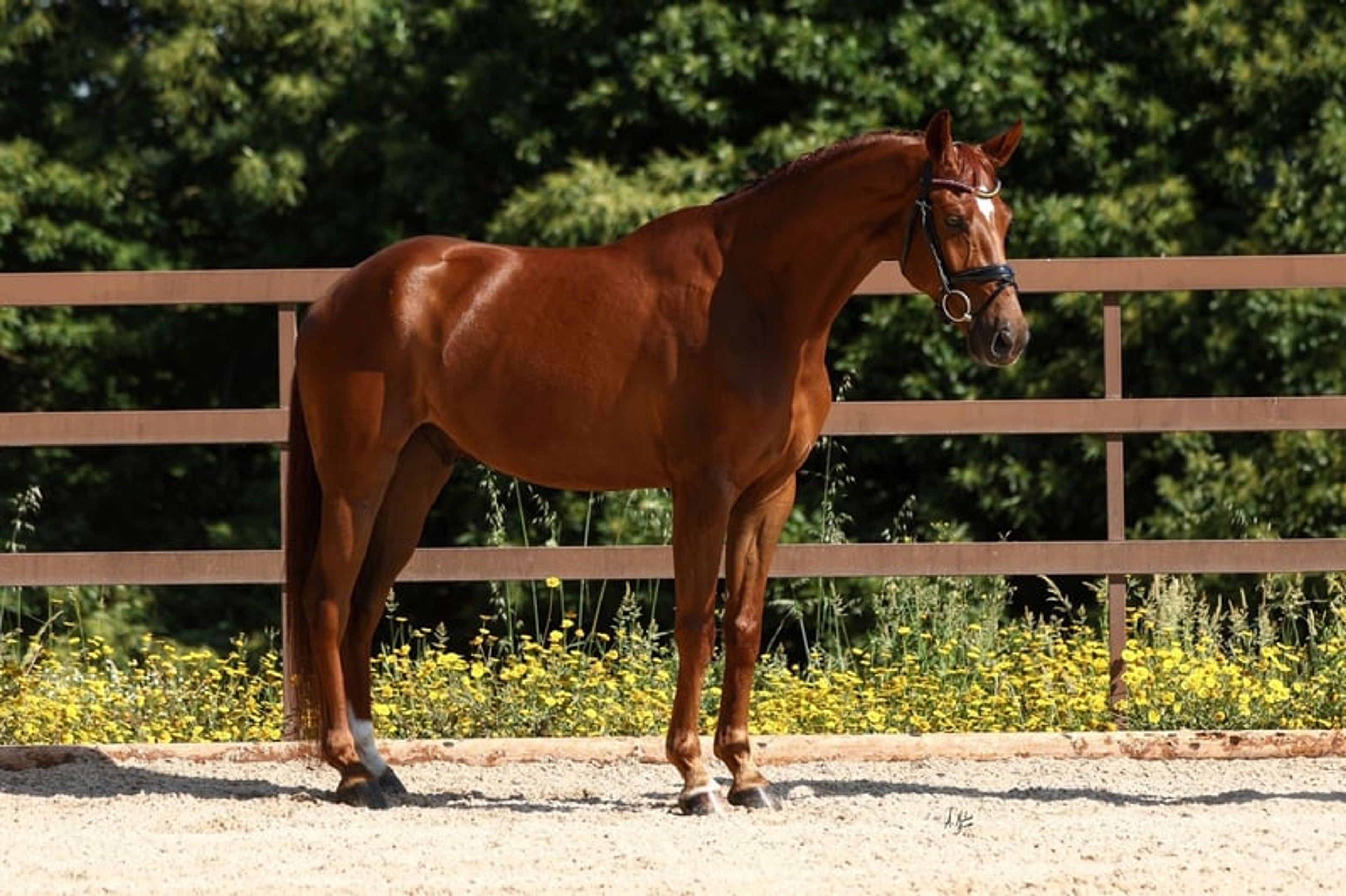 C.D.E., gelding, born in 2020, 16.1 hh, chestnut.