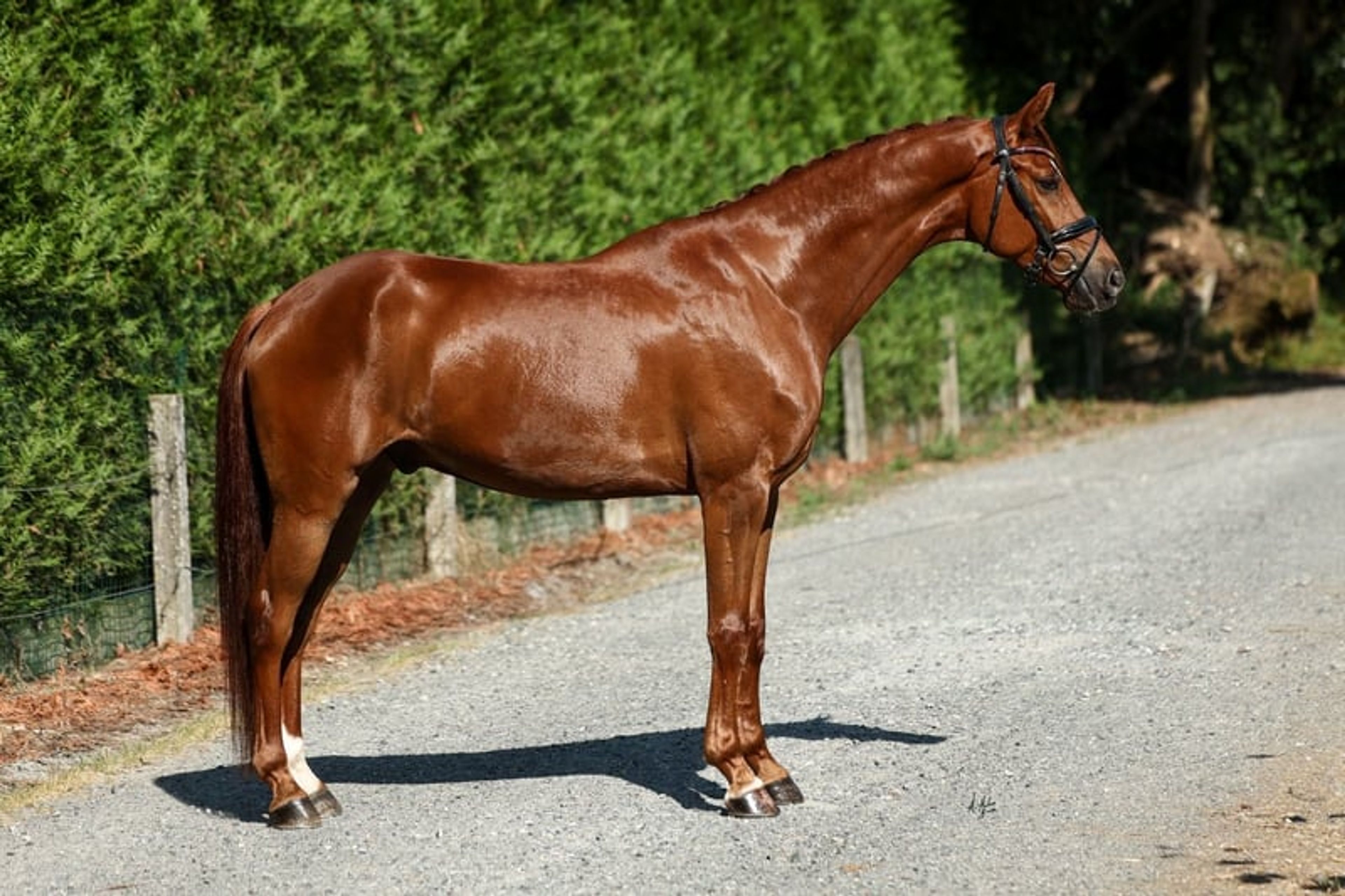 C.D.E., gelding, born in 2020, 16.1 hh, chestnut. - Image 2
