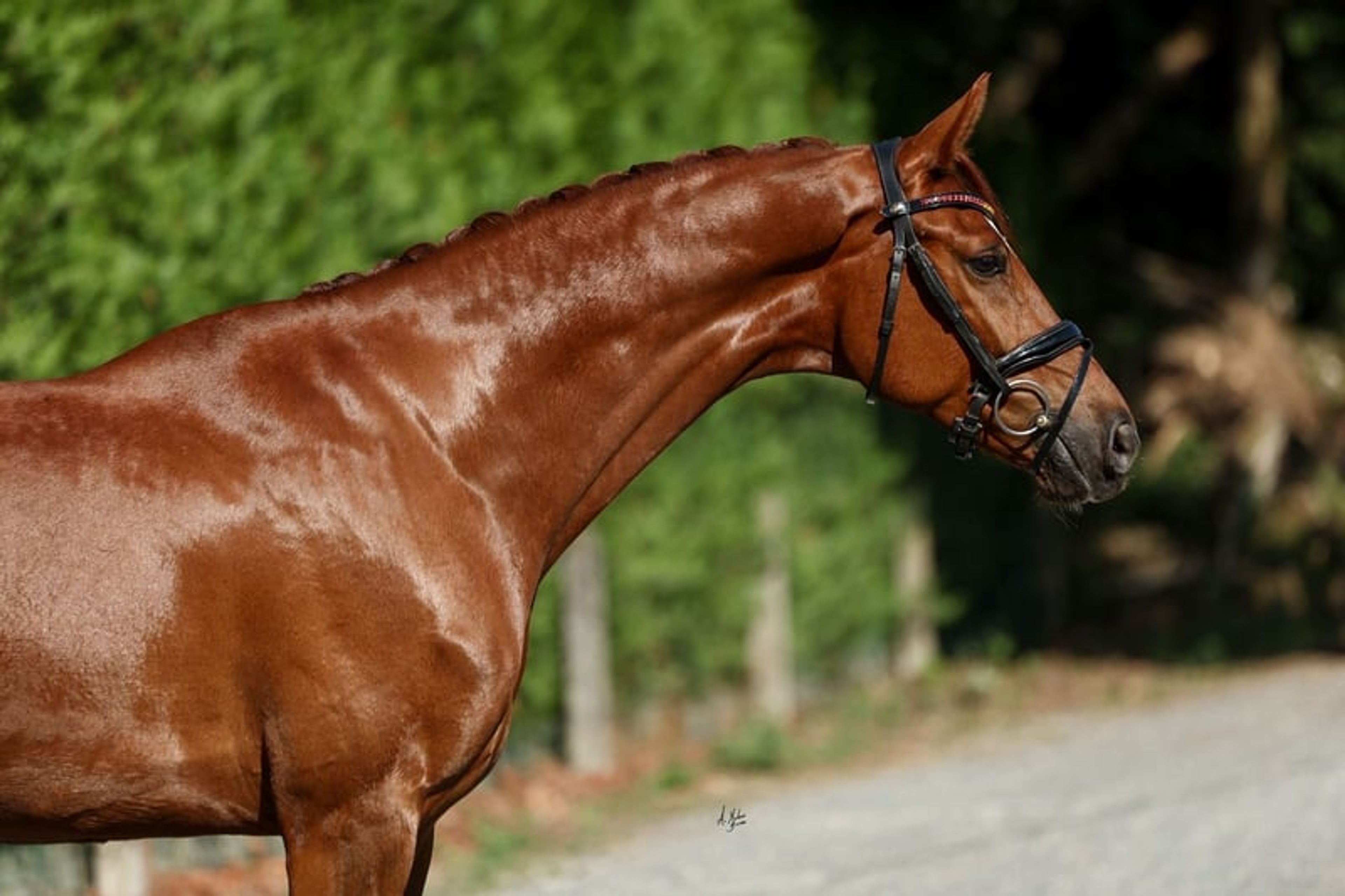C.D.E., gelding, born in 2020, 16.1 hh, chestnut. - Image 3