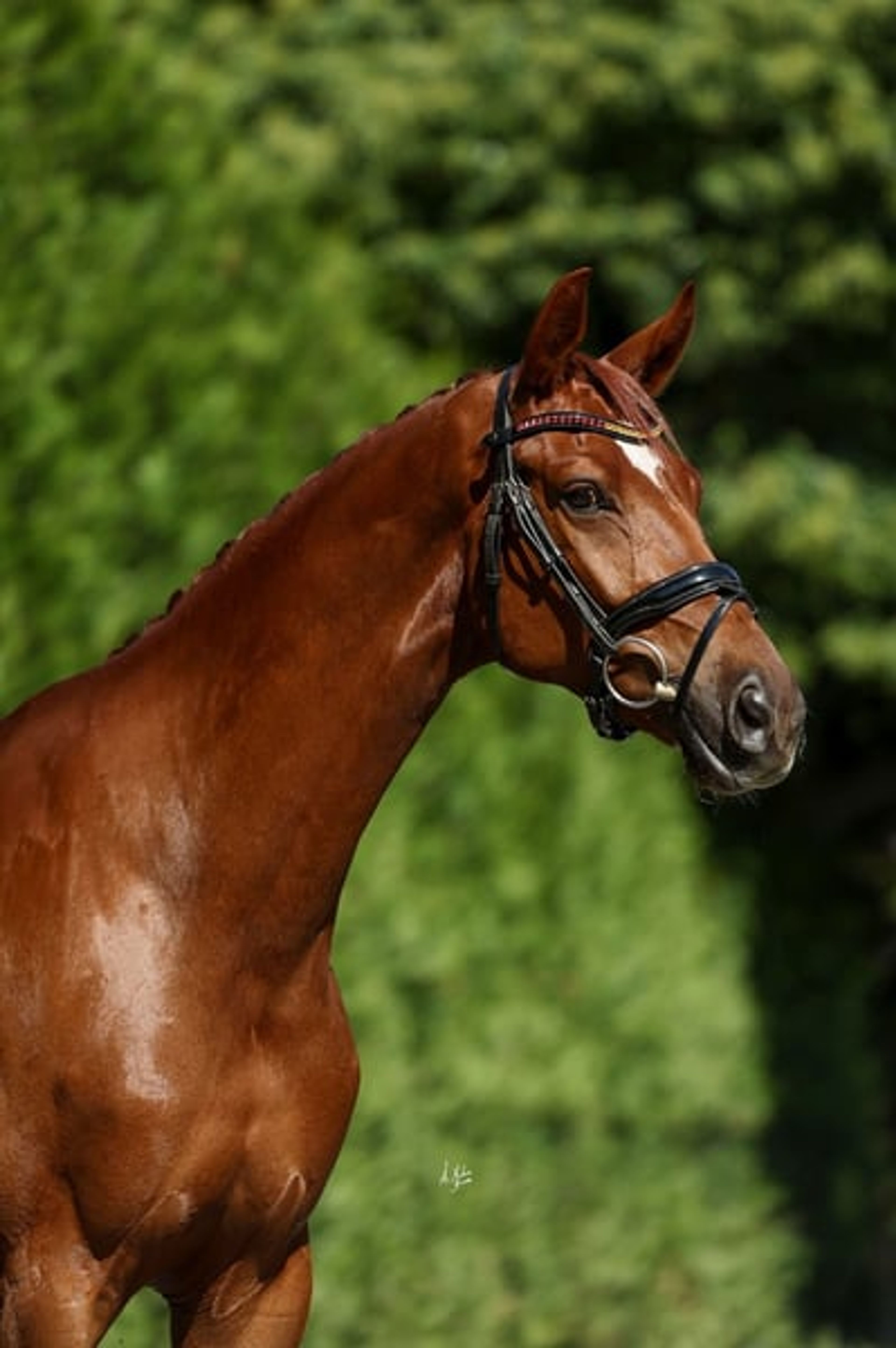 C.D.E., gelding, born in 2020, 16.1 hh, chestnut. - Image 4