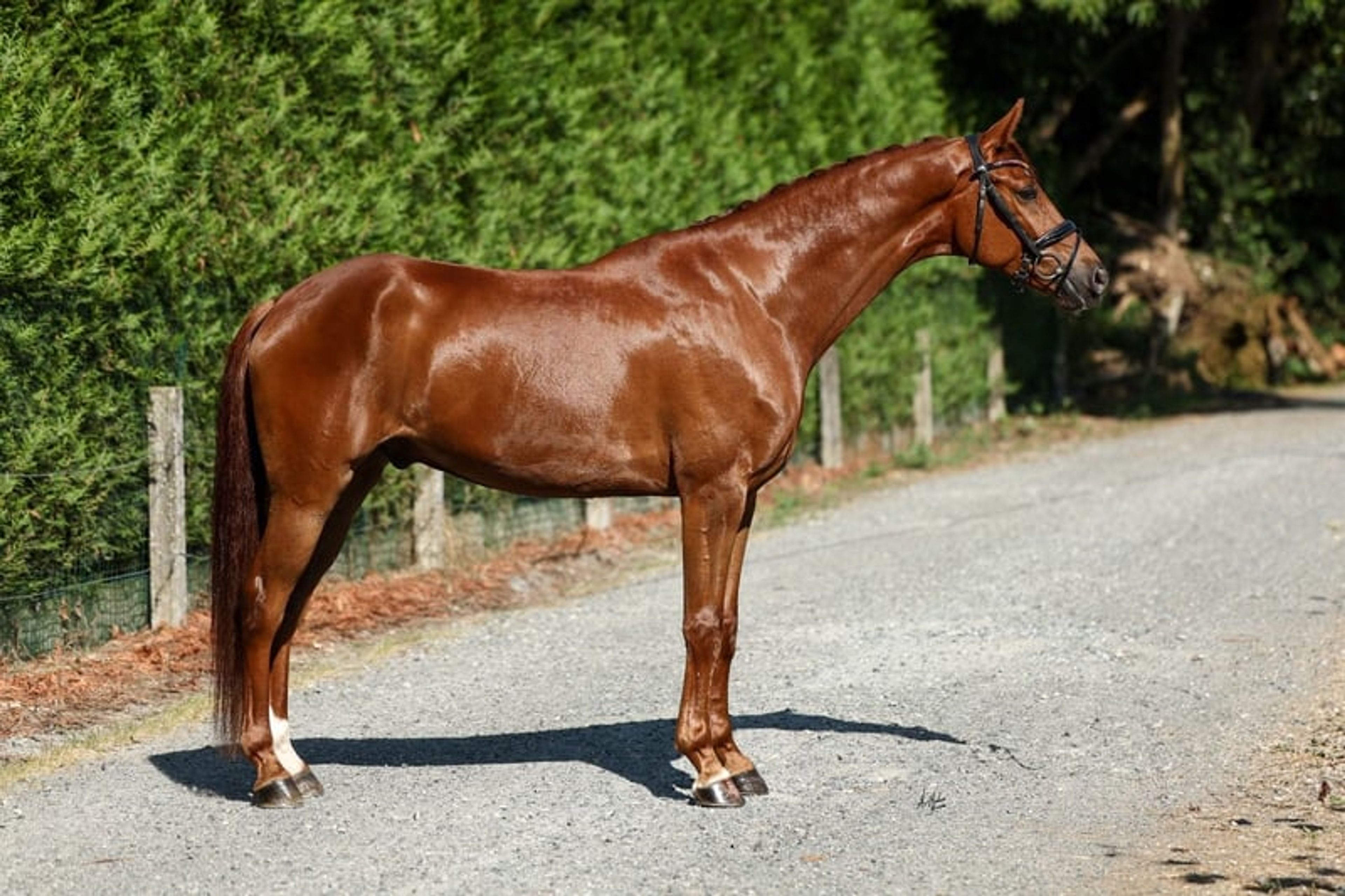 C.D.E., gelding, born in 2020, 16.1 hh, chestnut. - Image 5