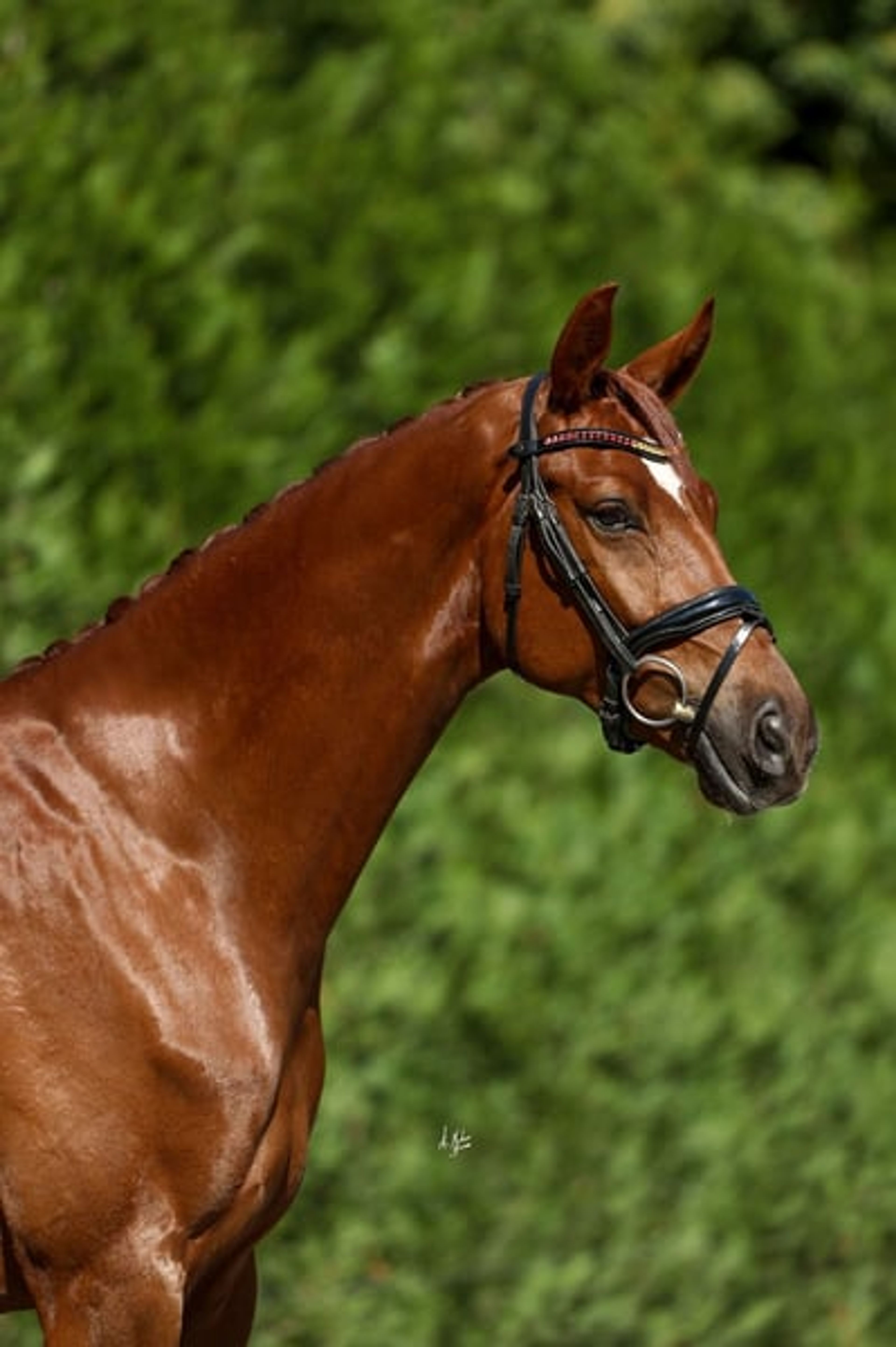 C.D.E., gelding, born in 2020, 16.1 hh, chestnut. - Image 6