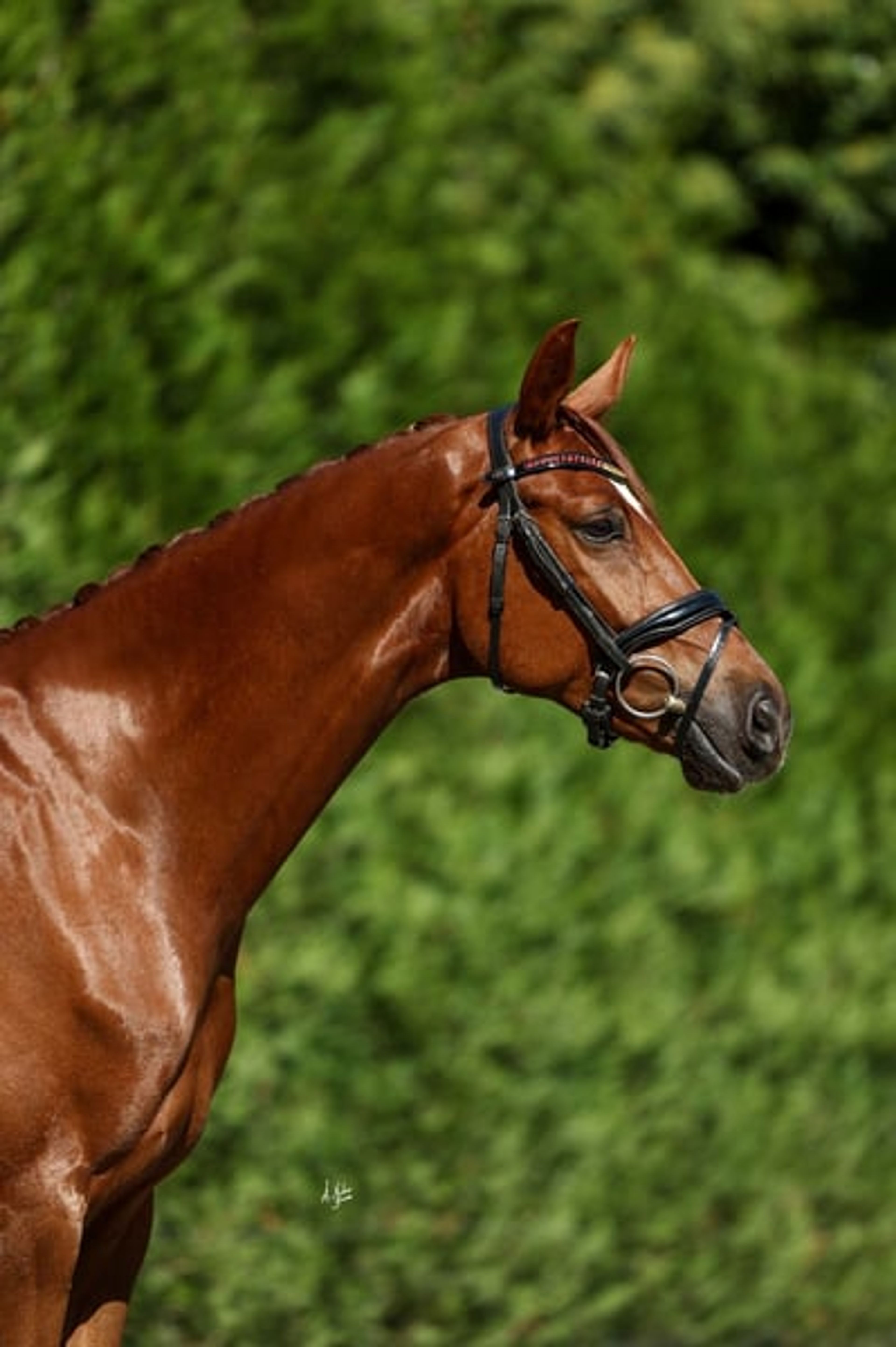 C.D.E., gelding, born in 2020, 16.1 hh, chestnut. - Image 7