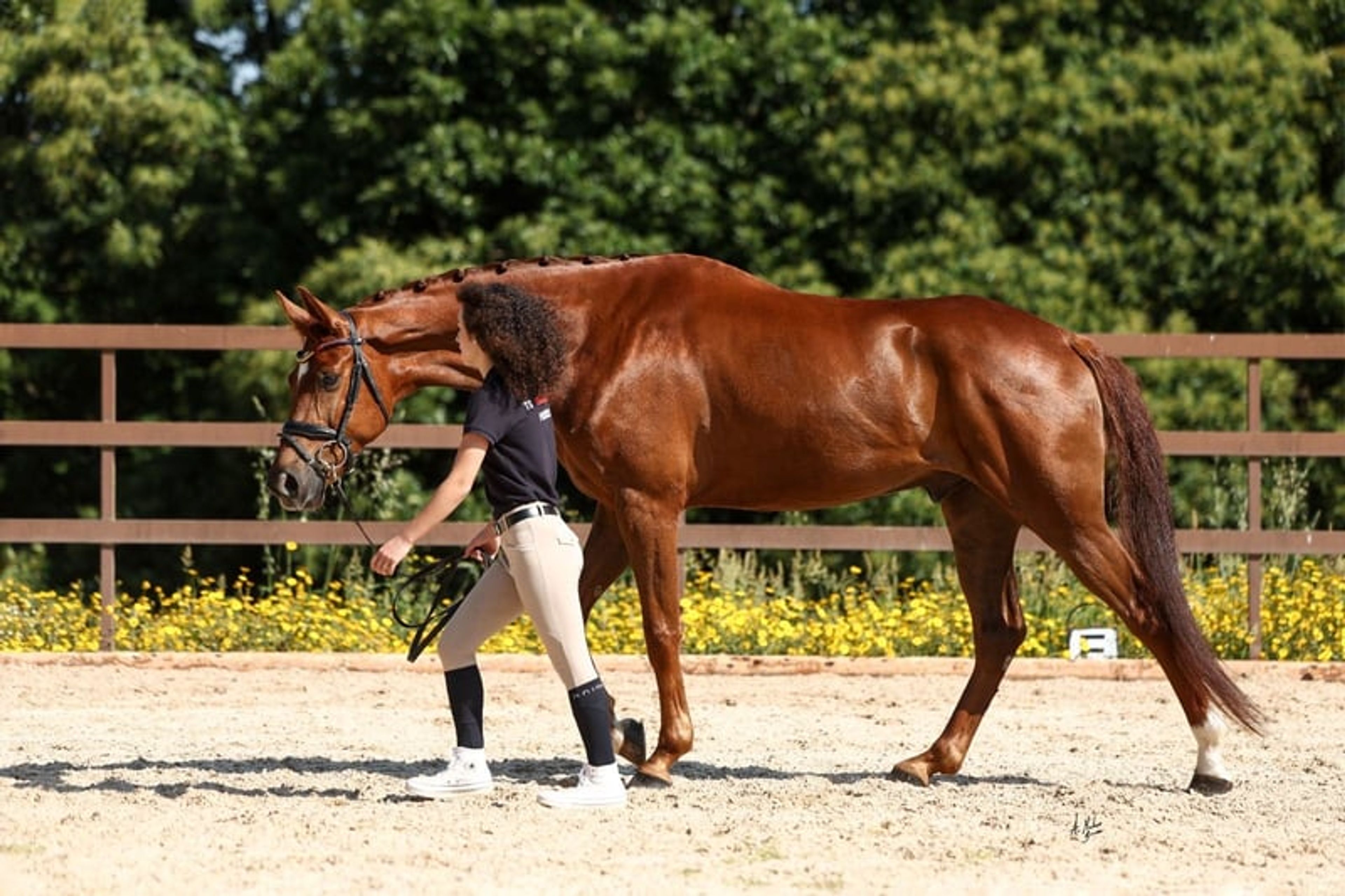 C.D.E., gelding, born in 2020, 16.1 hh, chestnut. - Image 8