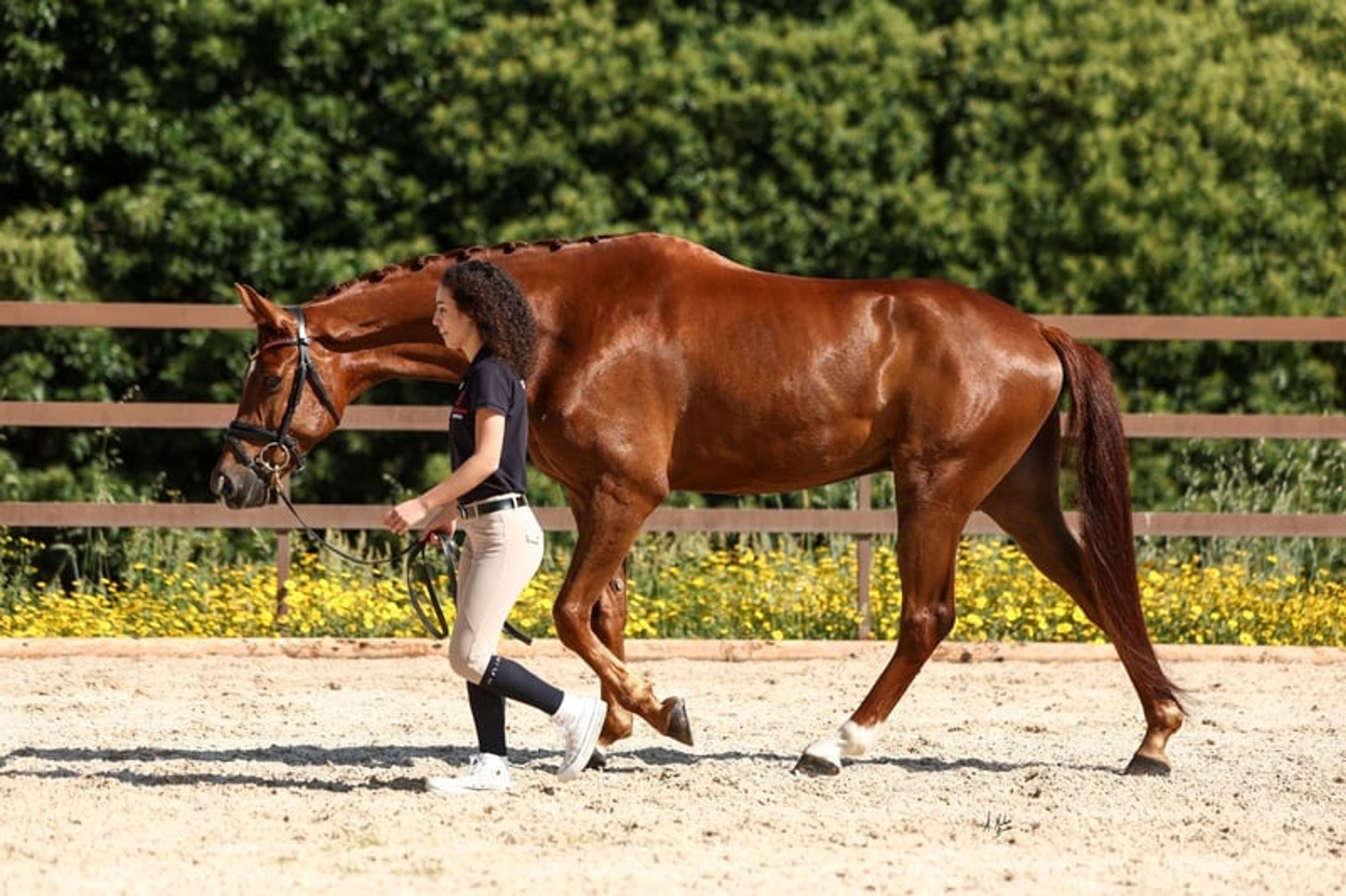 C.D.E., gelding, born in 2020, 16.1 hh, chestnut. - Image 9