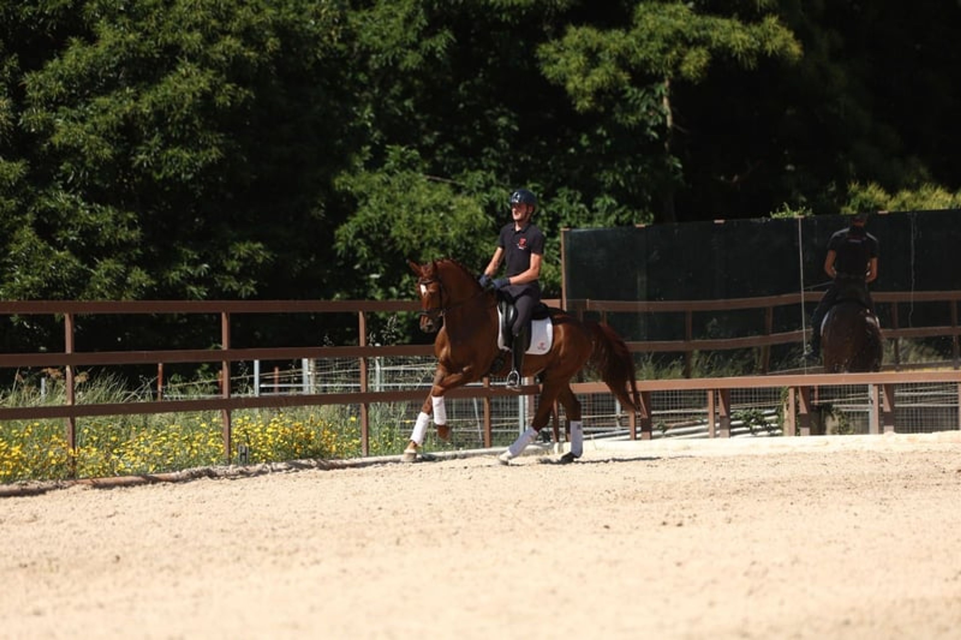 C.D.E., gelding, born in 2020, 16.1 hh, chestnut. - Image 10