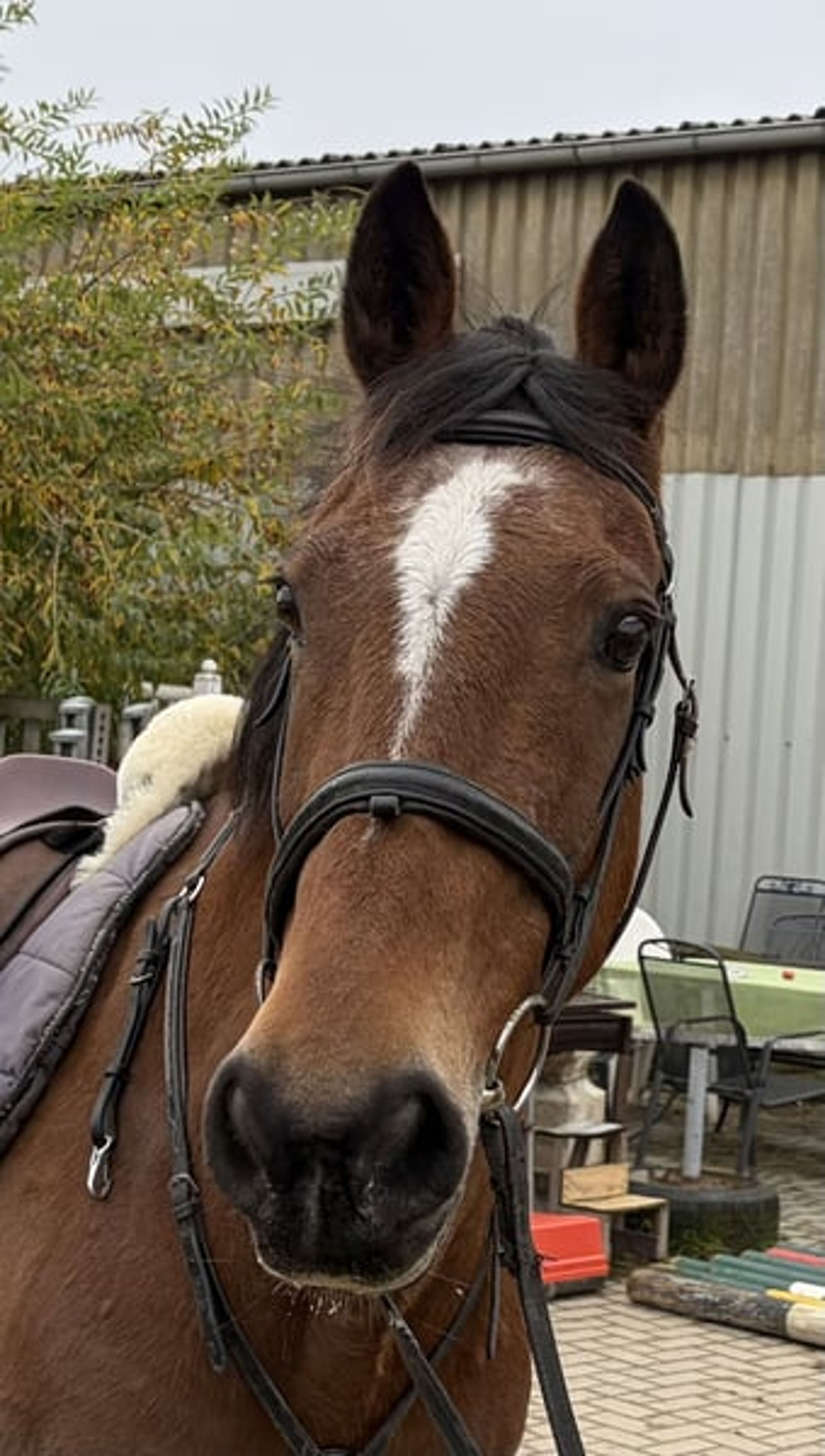 Very well-behaved family horse