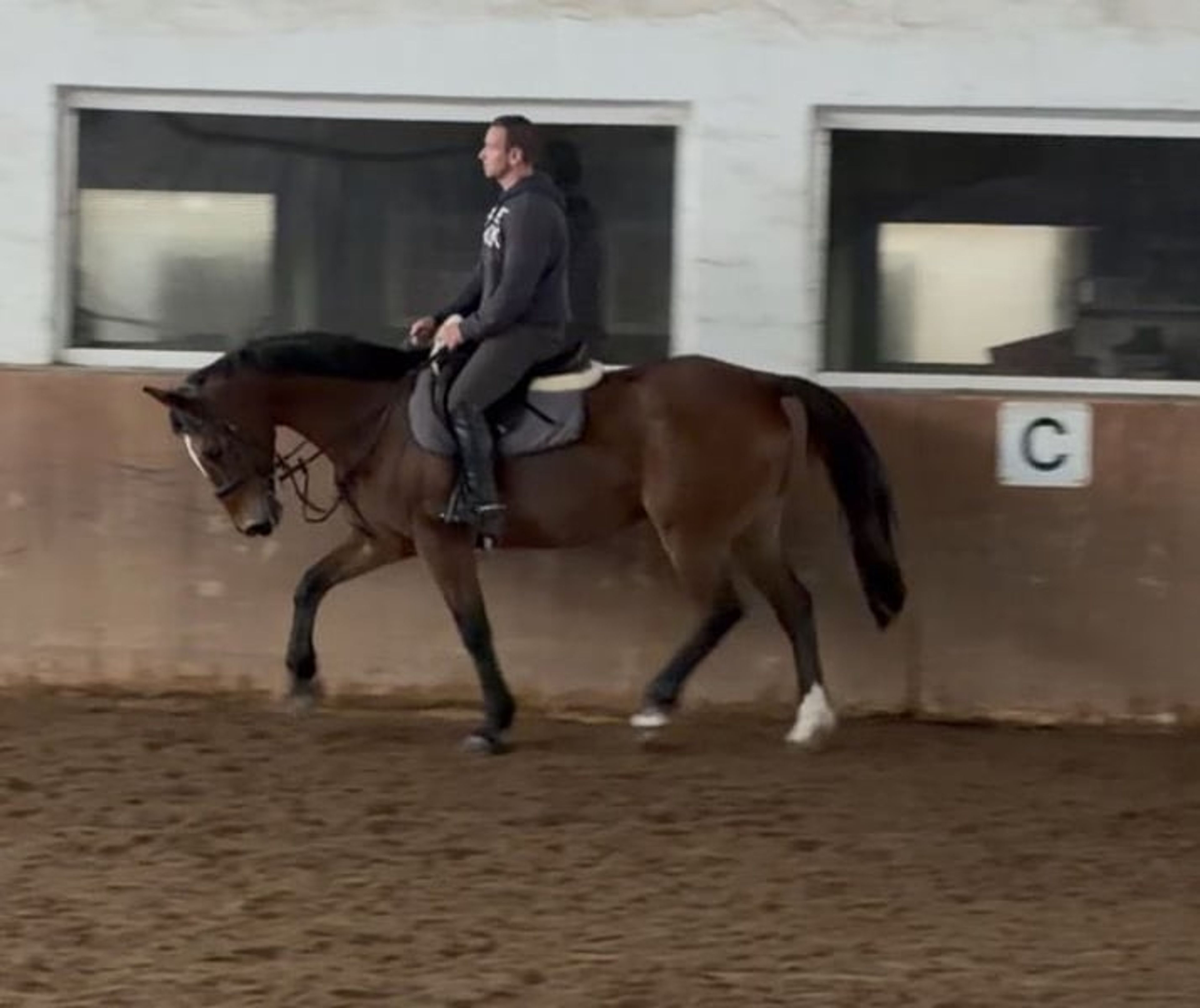 Very well-behaved family horse - Image 2