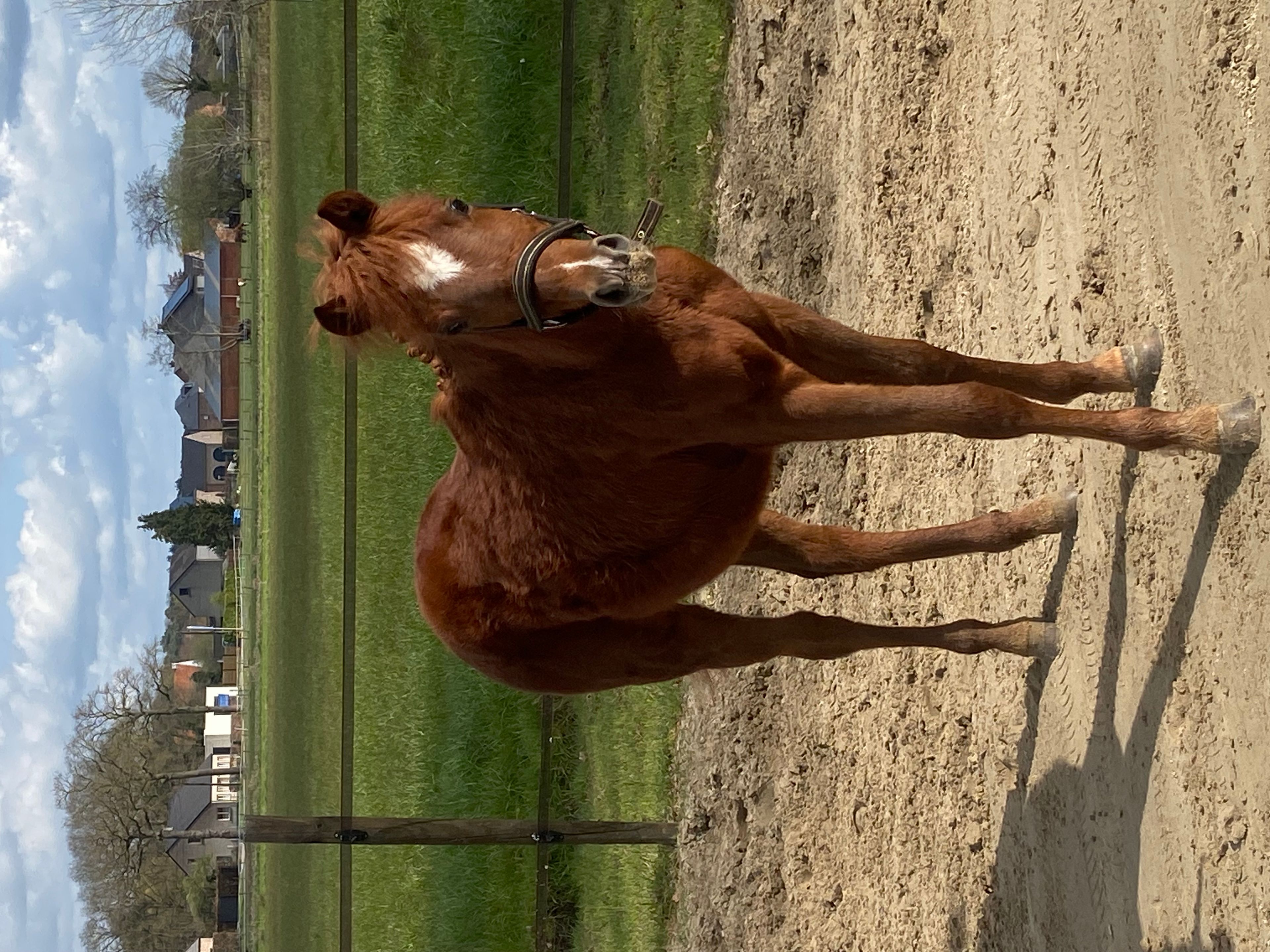 Guus L vh Wilgorenhof (CASPER VAN DE GROENHEUVEL x ORCHID'S TONII) - Image 1