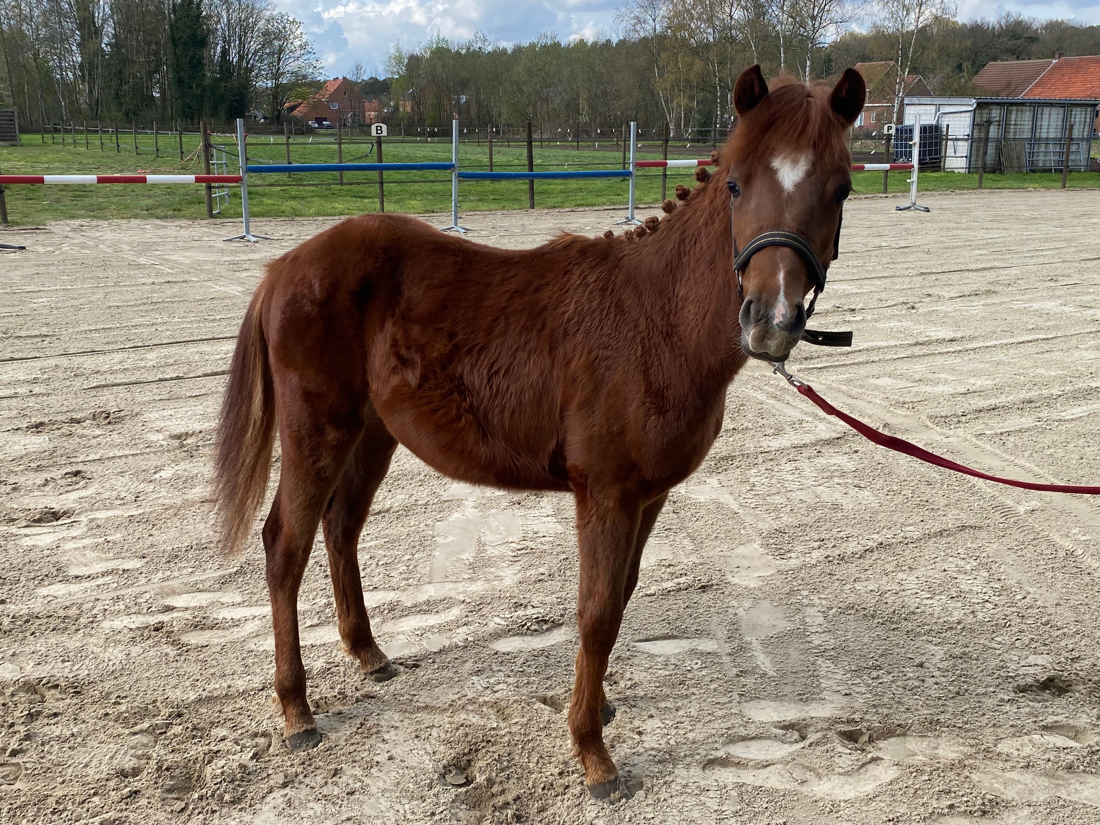 Guus L vh Wilgorenhof (CASPER VAN DE GROENHEUVEL x ORCHID'S TONII) - Image 2