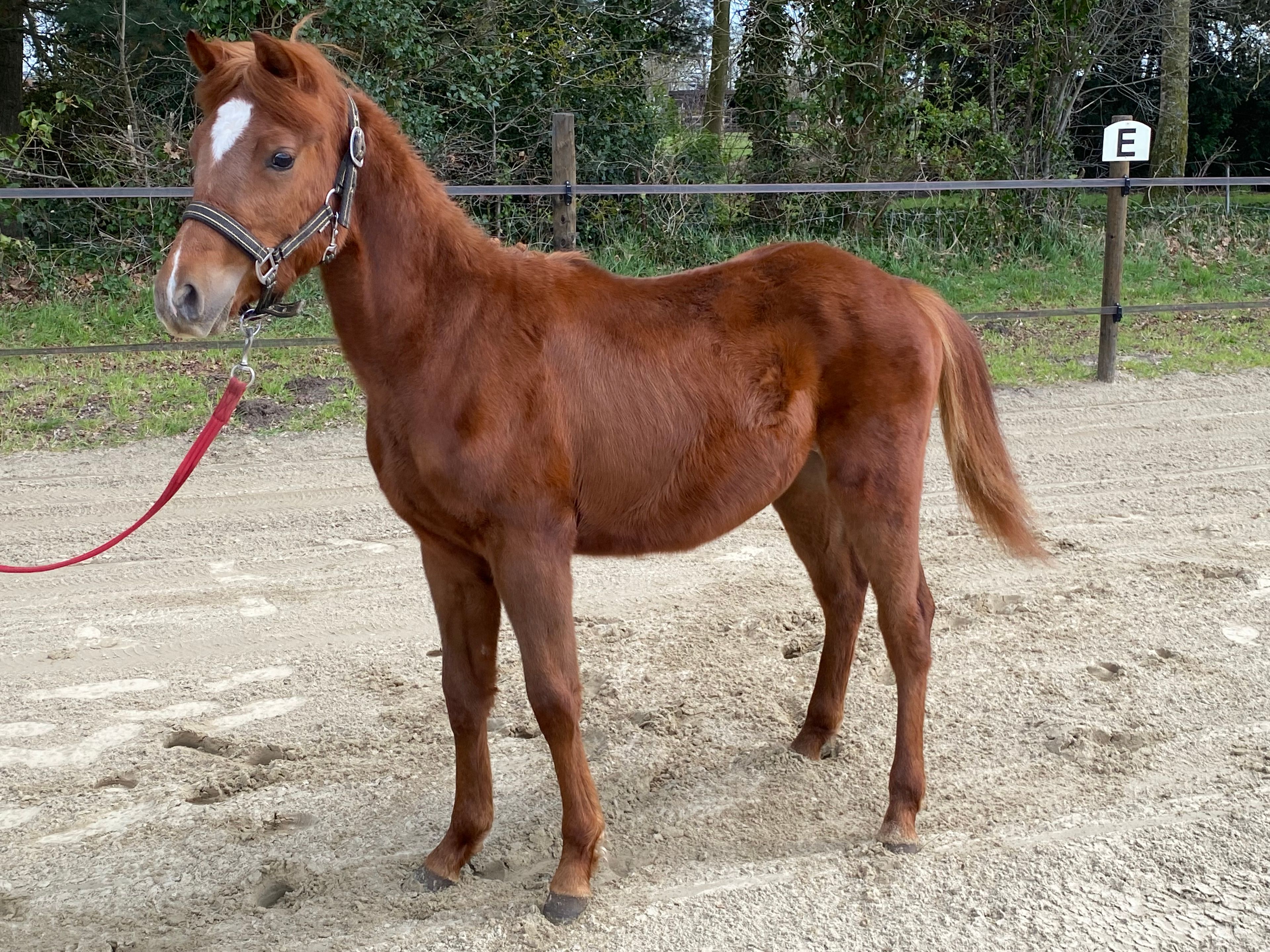 Guus L vh Wilgorenhof (CASPER VAN DE GROENHEUVEL x ORCHID'S TONII) - Image 3