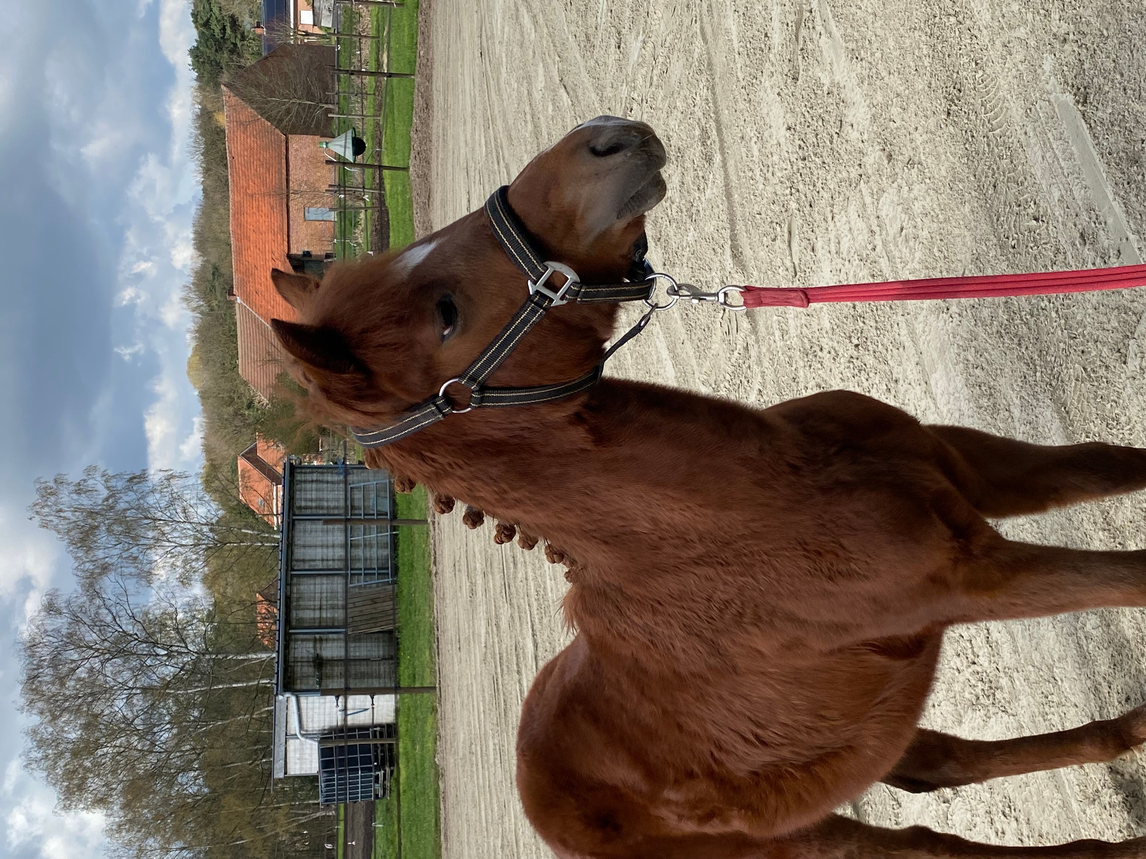 Guus L vh Wilgorenhof (CASPER VAN DE GROENHEUVEL x ORCHID'S TONII) - Image 4