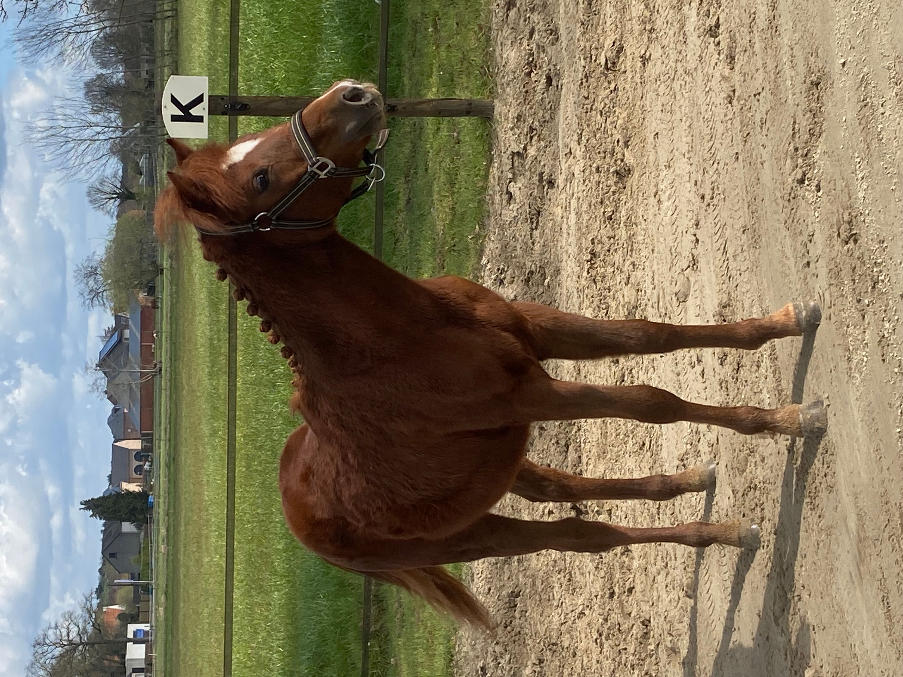 Guus L vh Wilgorenhof (CASPER VAN DE GROENHEUVEL x ORCHID'S TONII) - Image 5