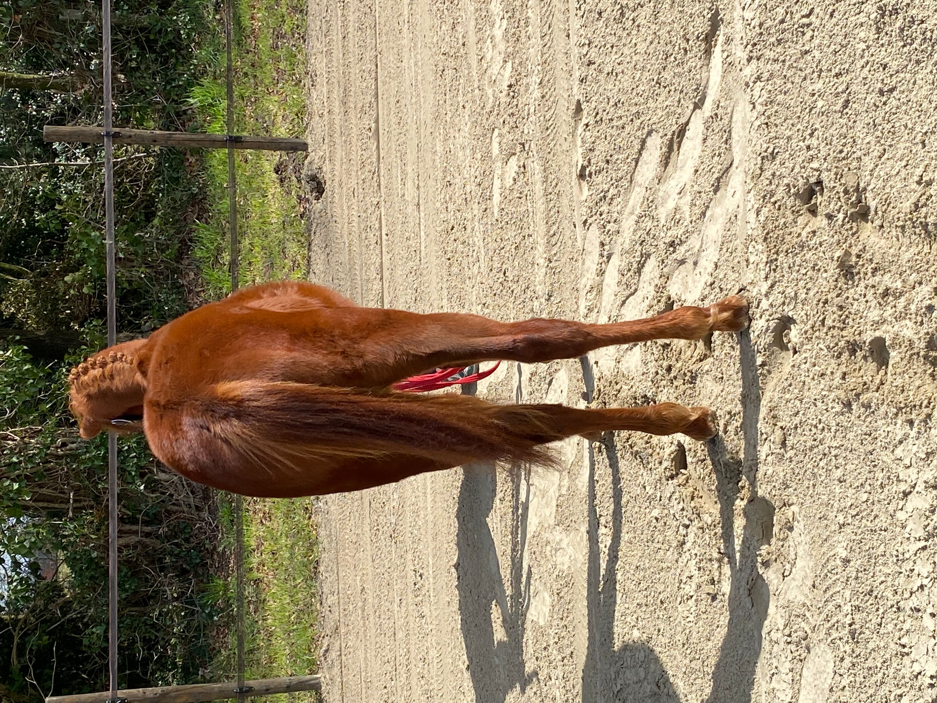 Guus L vh Wilgorenhof (CASPER VAN DE GROENHEUVEL x ORCHID'S TONII) - Image 6