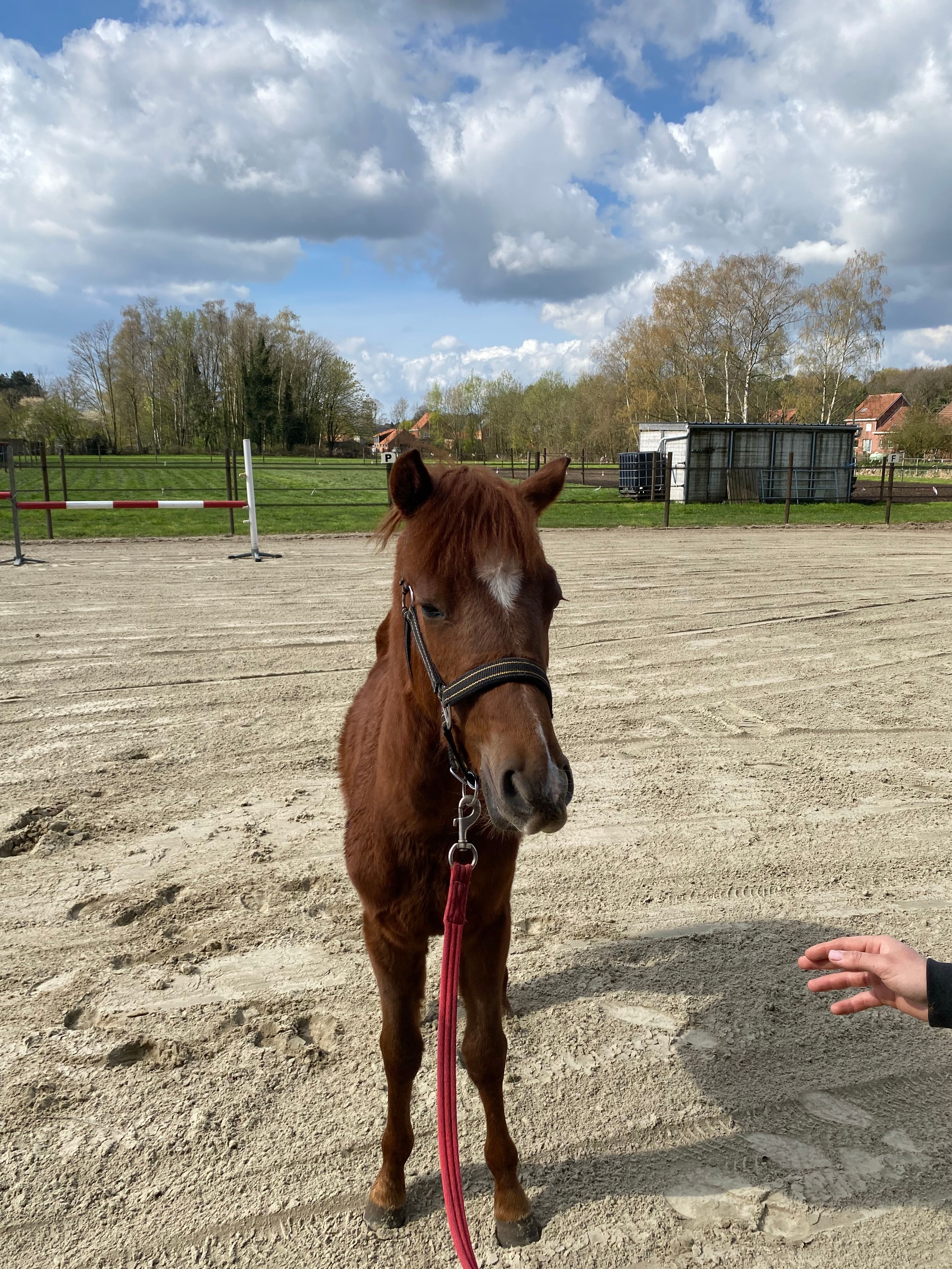 Guus L vh Wilgorenhof (CASPER VAN DE GROENHEUVEL x ORCHID'S TONII) - Image 7