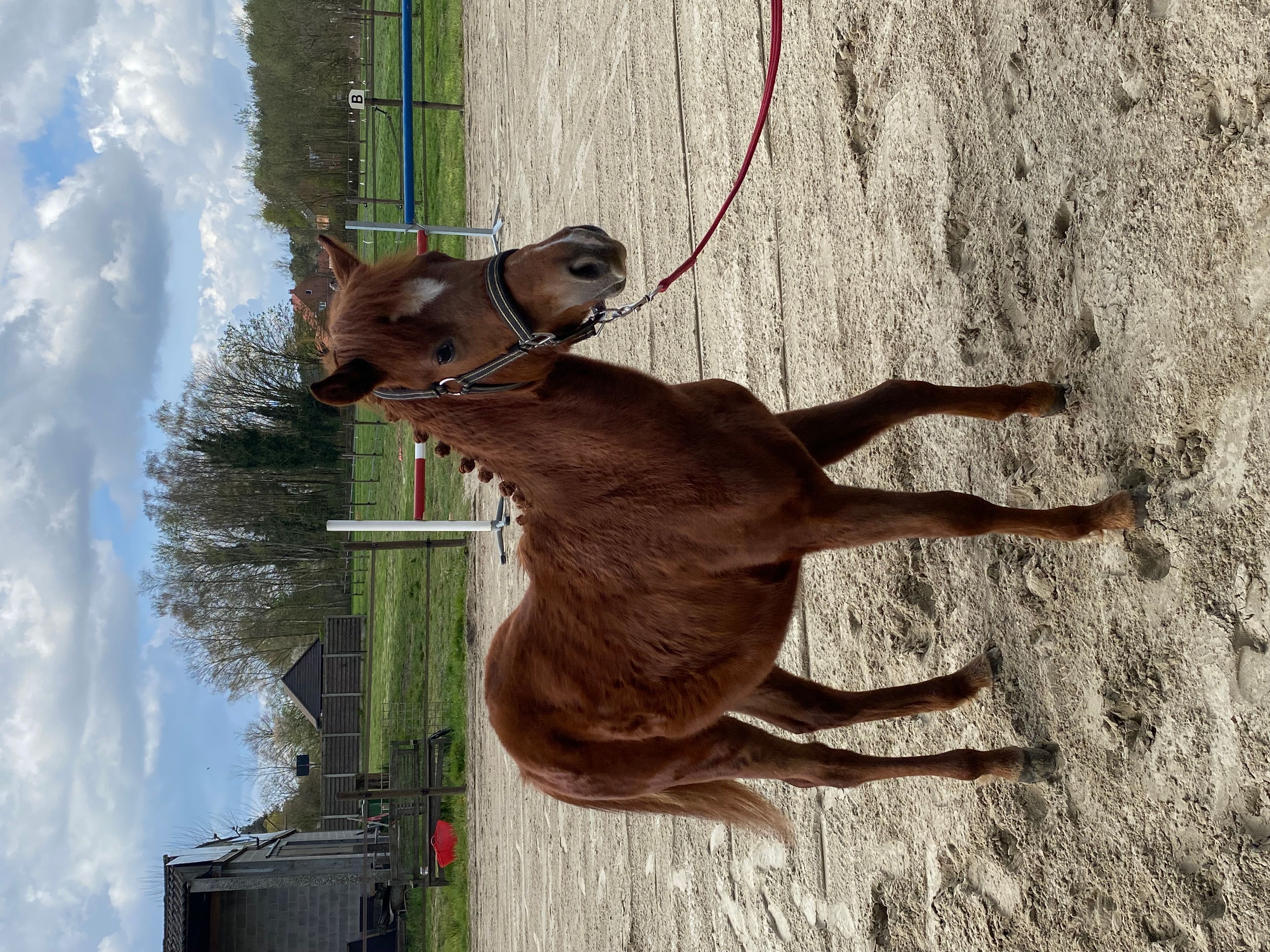 Guus L vh Wilgorenhof (CASPER VAN DE GROENHEUVEL x ORCHID'S TONII) - Image 8