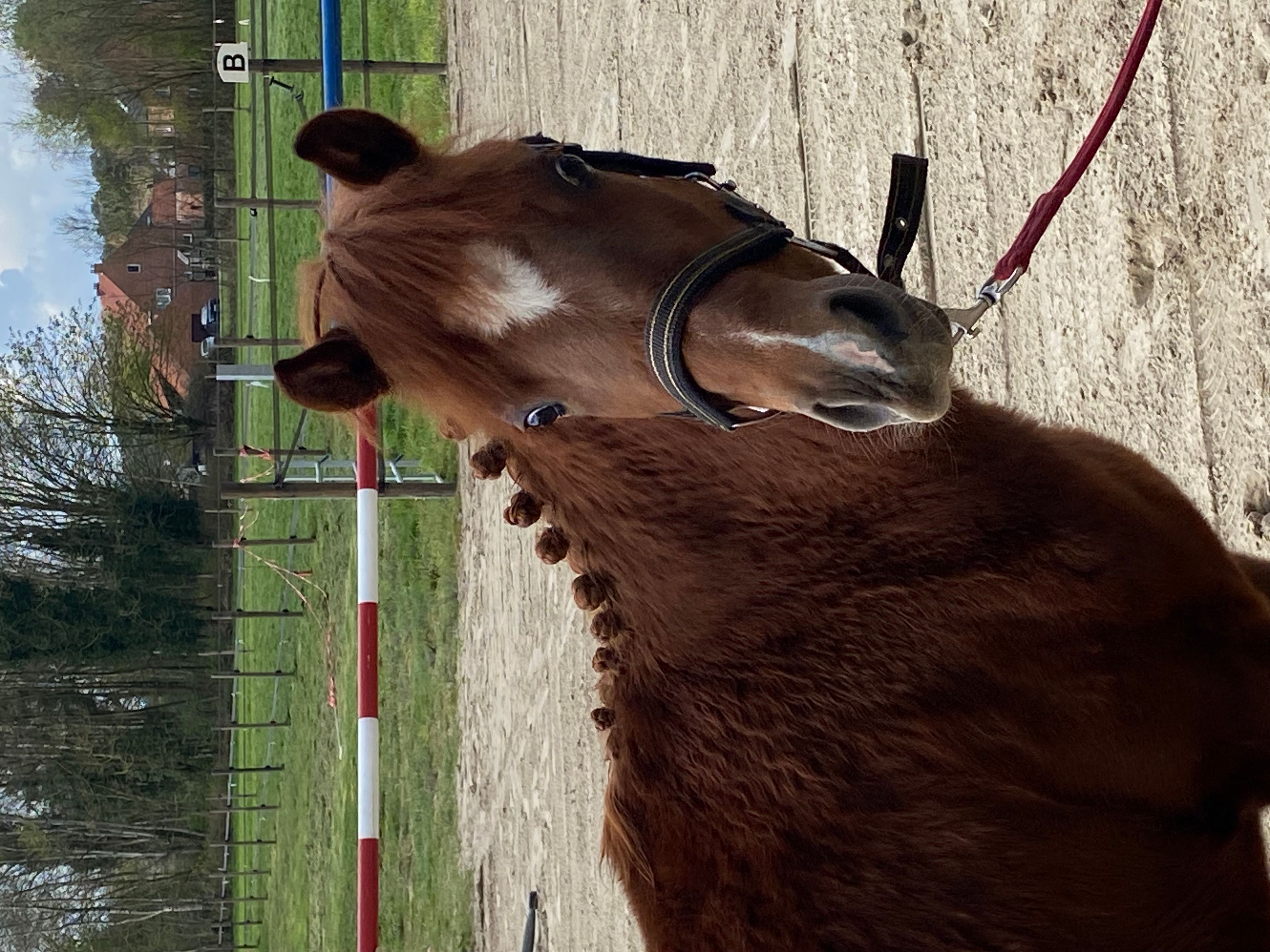 Guus L vh Wilgorenhof (CASPER VAN DE GROENHEUVEL x ORCHID'S TONII) - Image 9